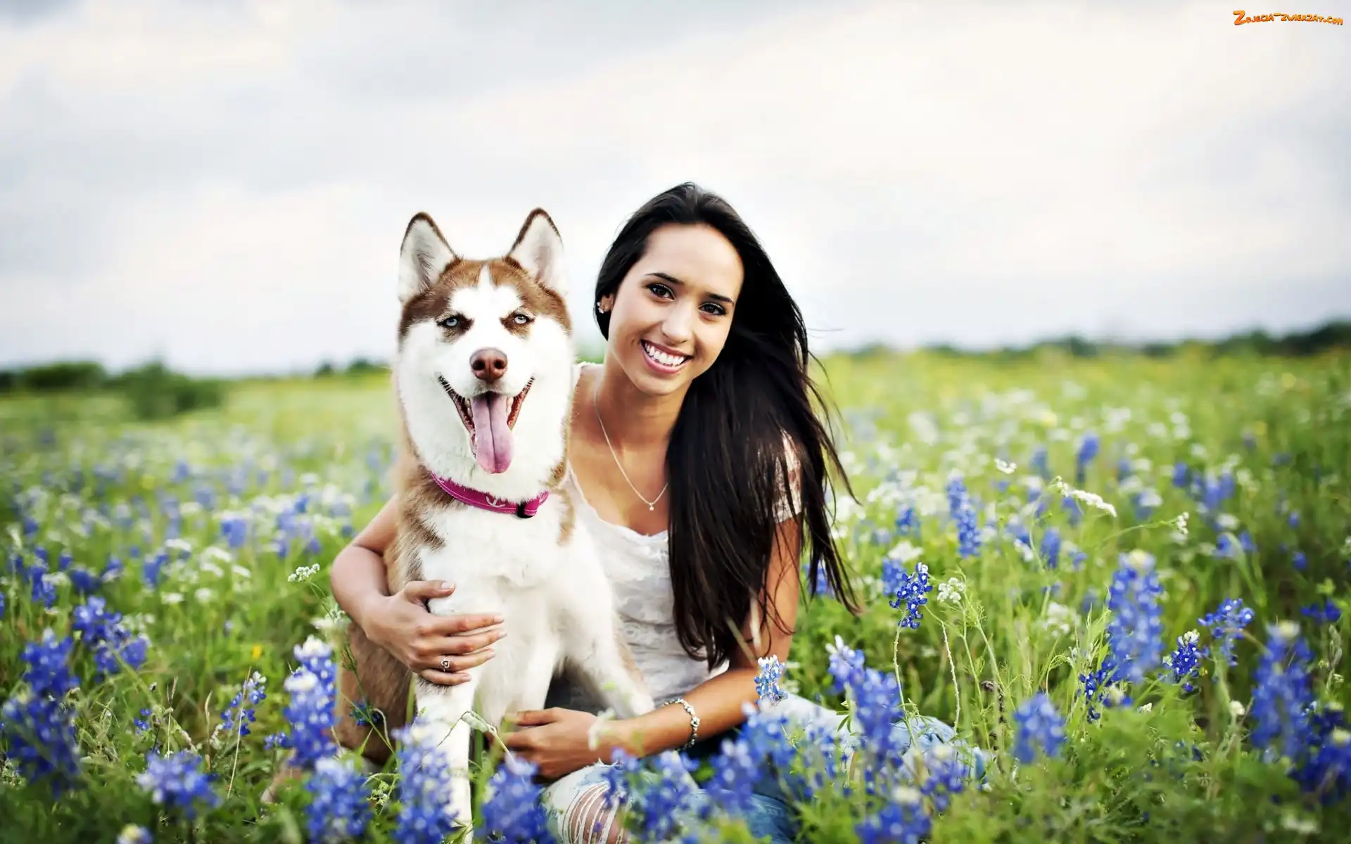 Siberian Husky, Kobieta, Szafirki, Kwiaty, Pies, Niebieskie