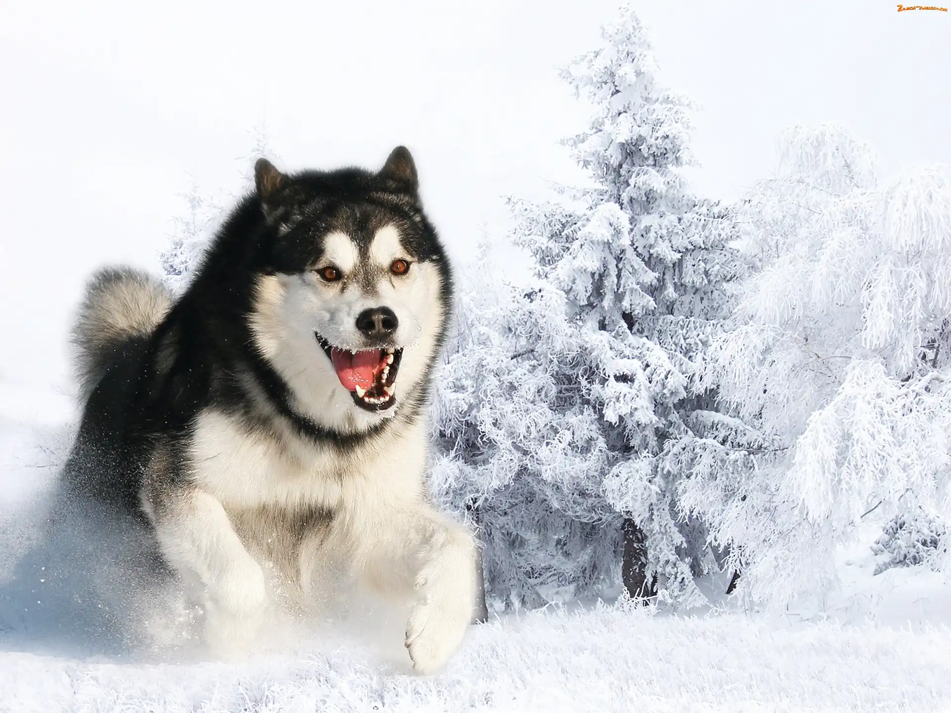 Husky, Śnieg, Siberian, Zima