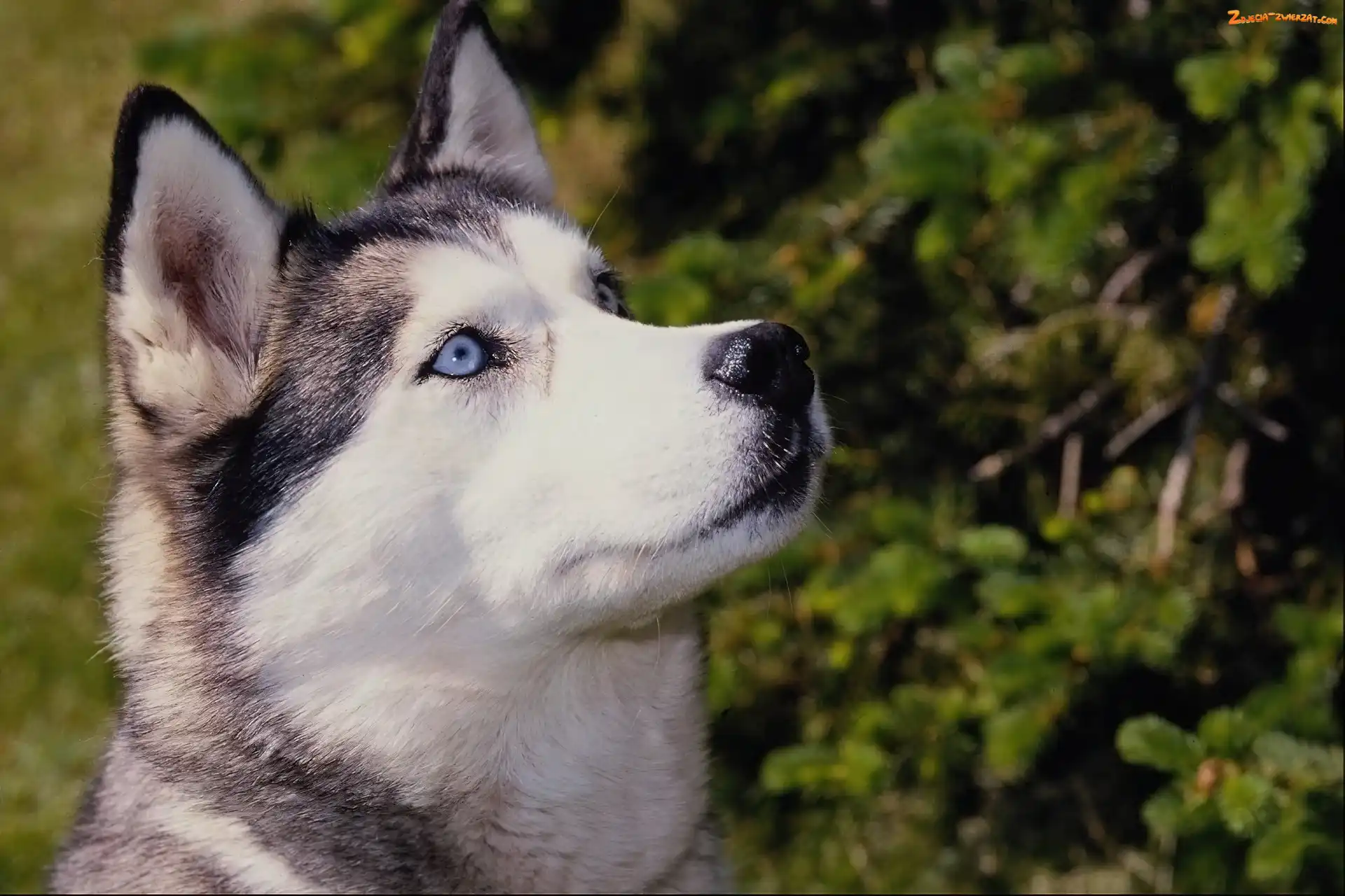 Siberian, Husky, Oczy, Niebieskie