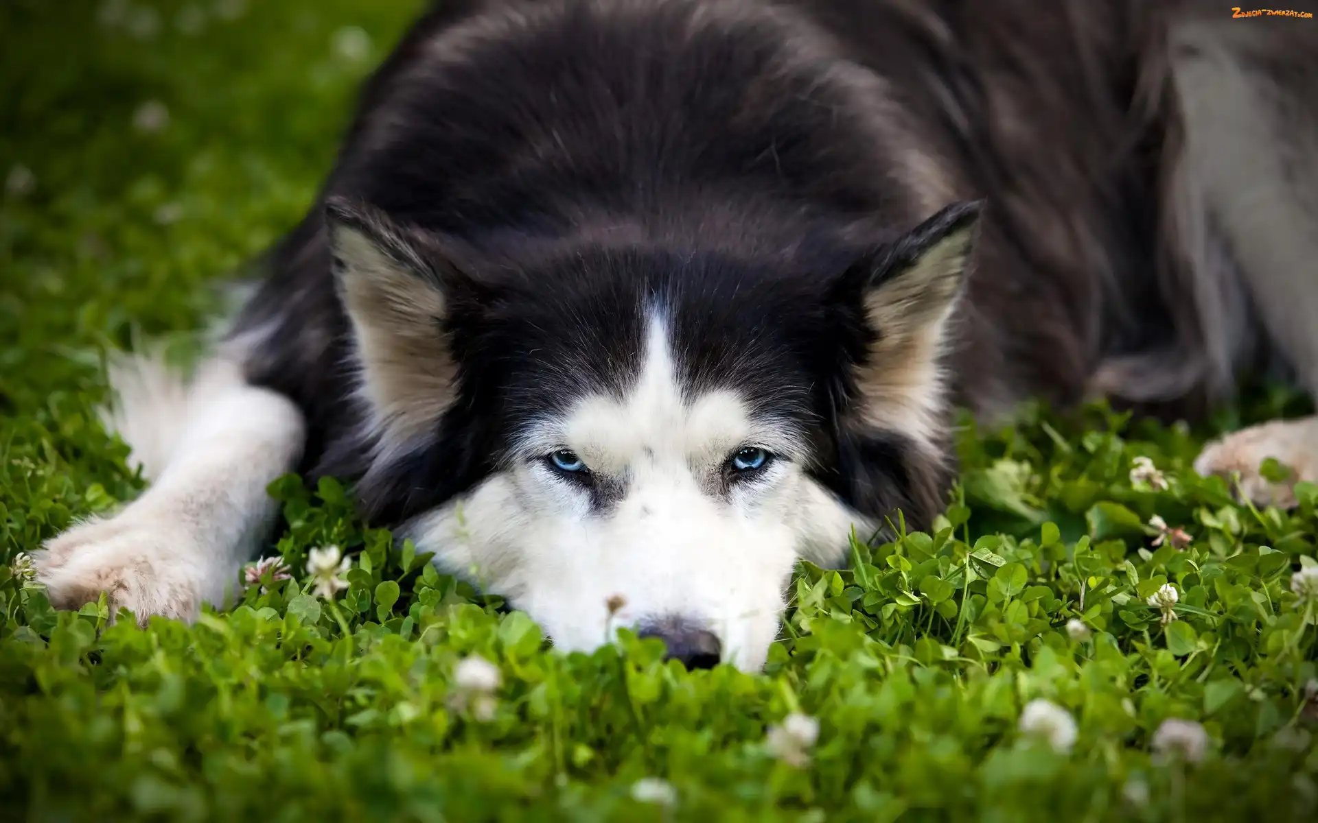 Siberian Husky, Roślinność