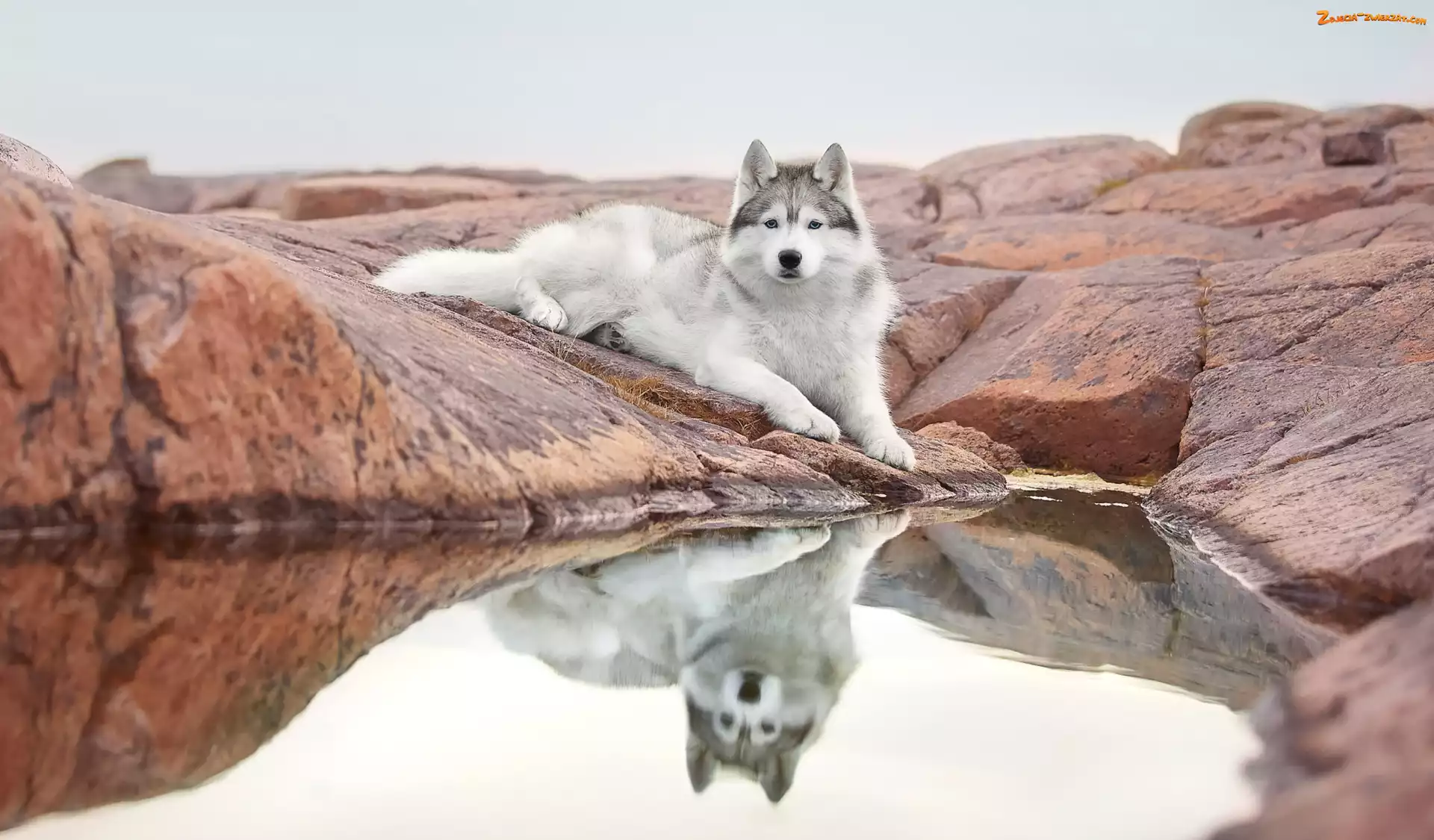 Siberian husky, Leżący, Odbicie, Woda, Pies, Skała