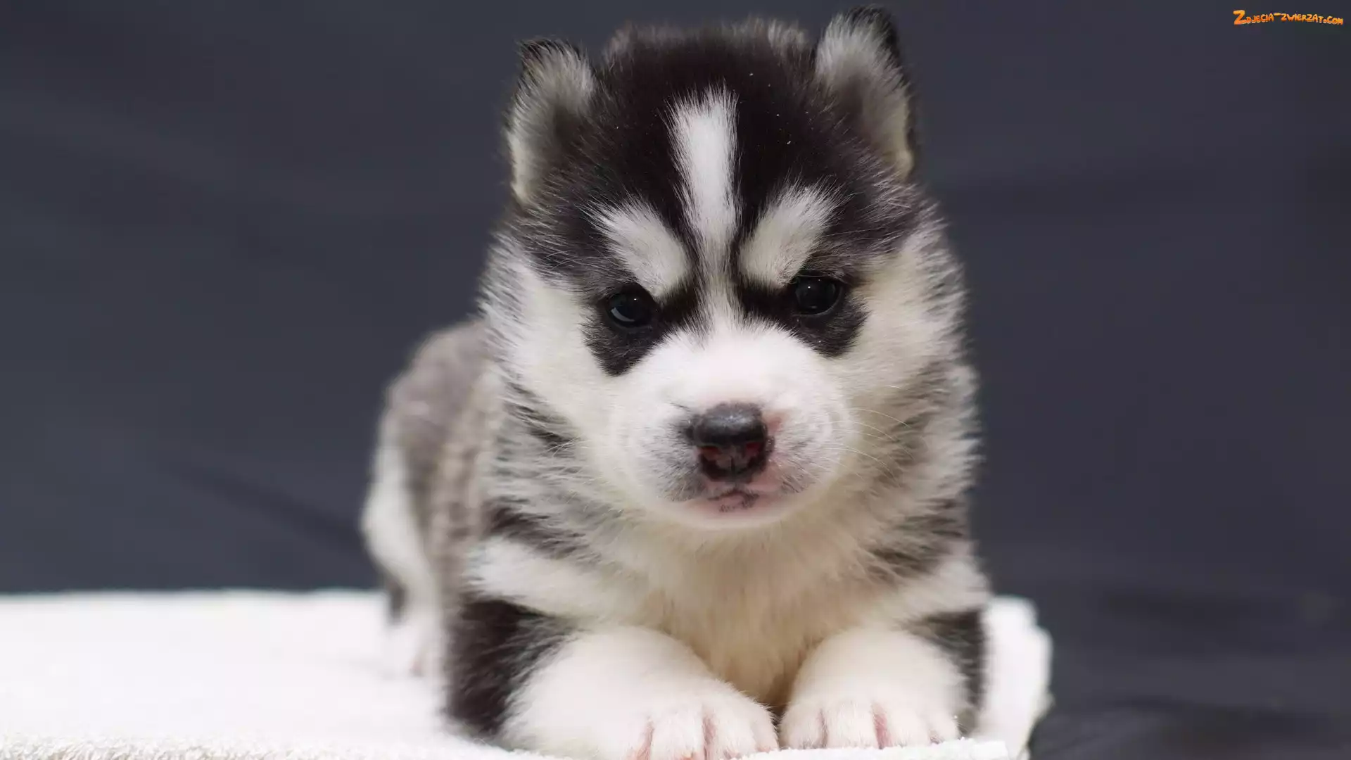 Siberian Husky, Szczeniak