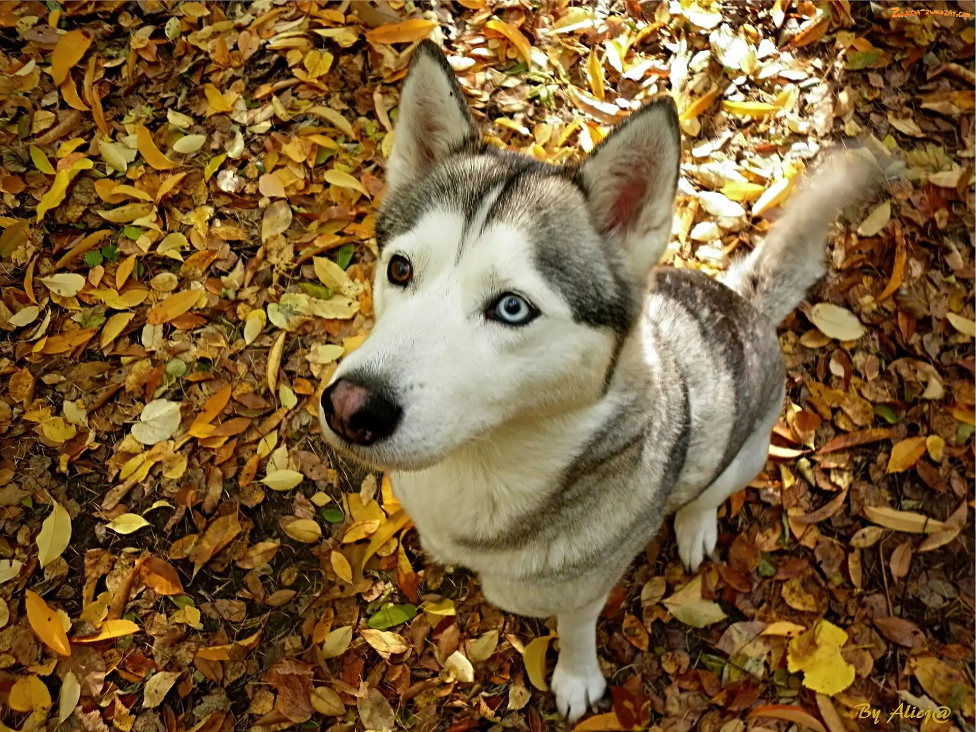 Husky, Liście, Siedzący, Jesienne