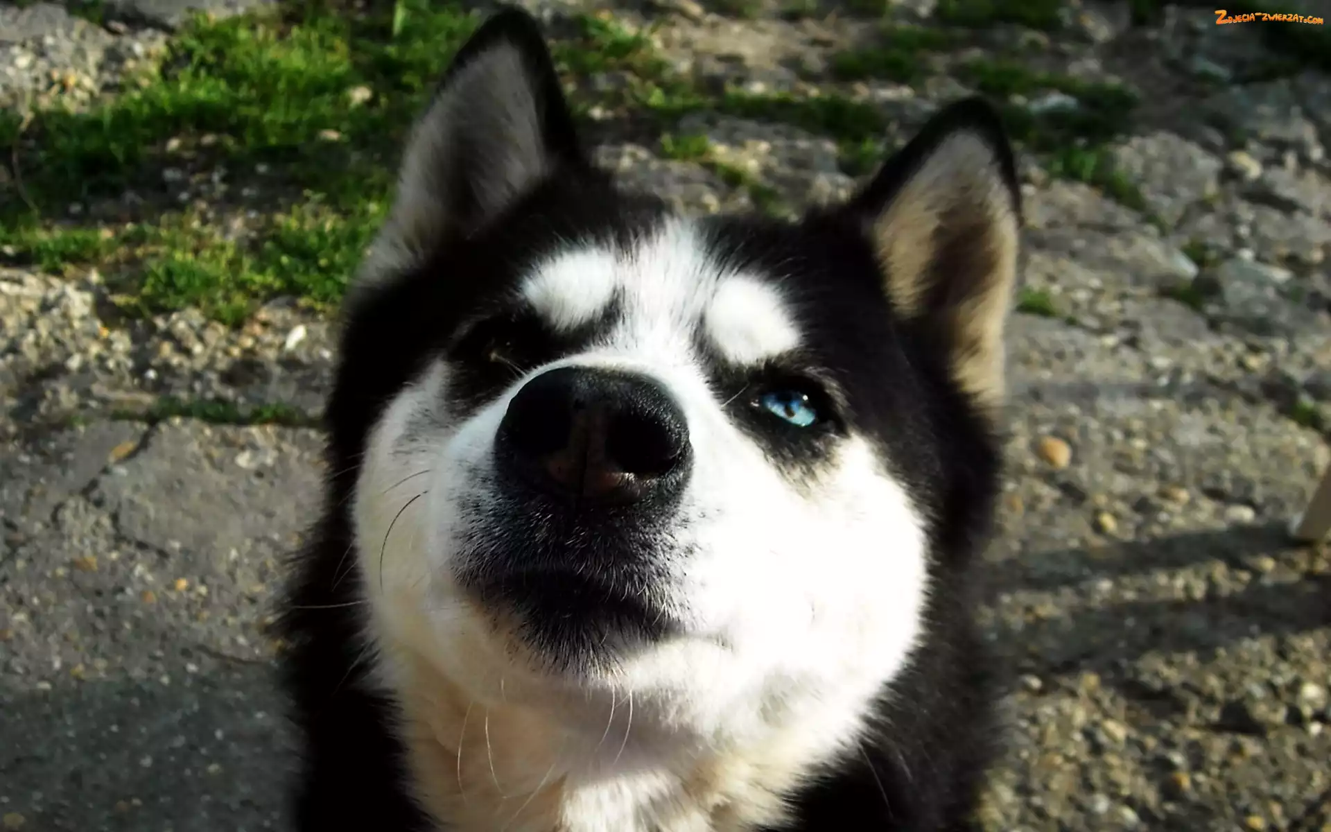 Spojrzenie, Husky, Mordka
