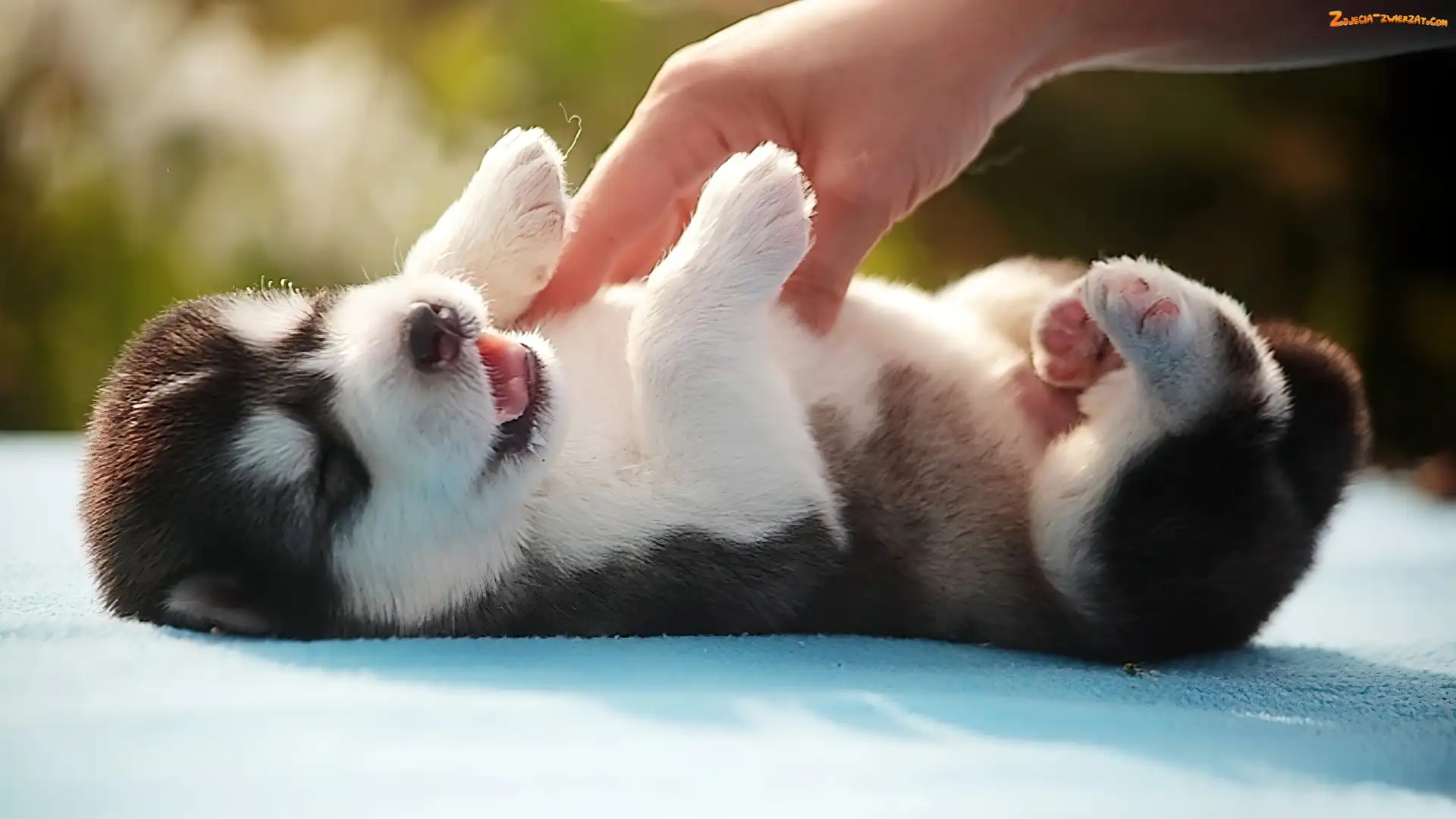 Husky, Pieszczoty, Szczeniak, Dłoń