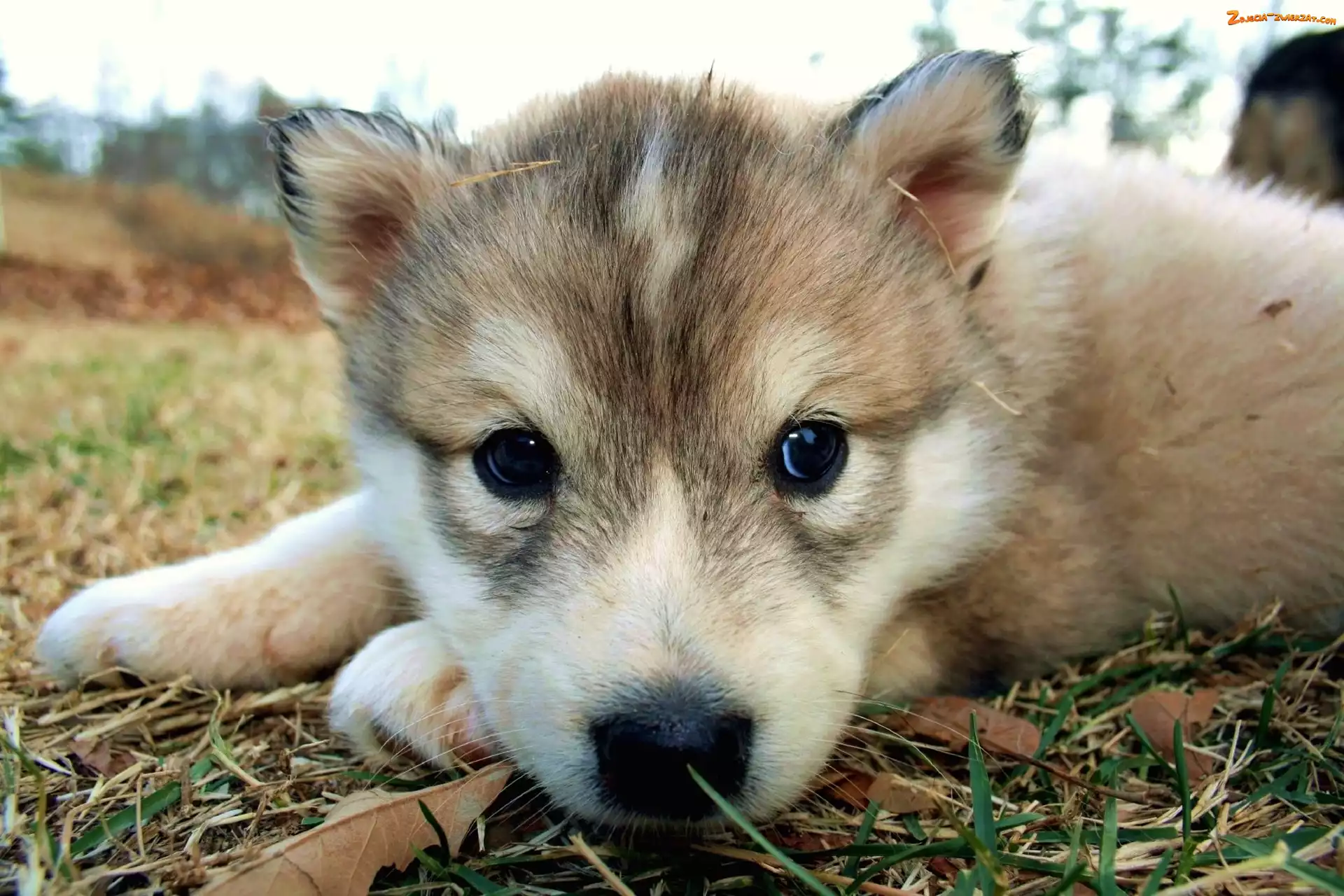 Husky, Trawa, Szczeniak, Pyszczek
