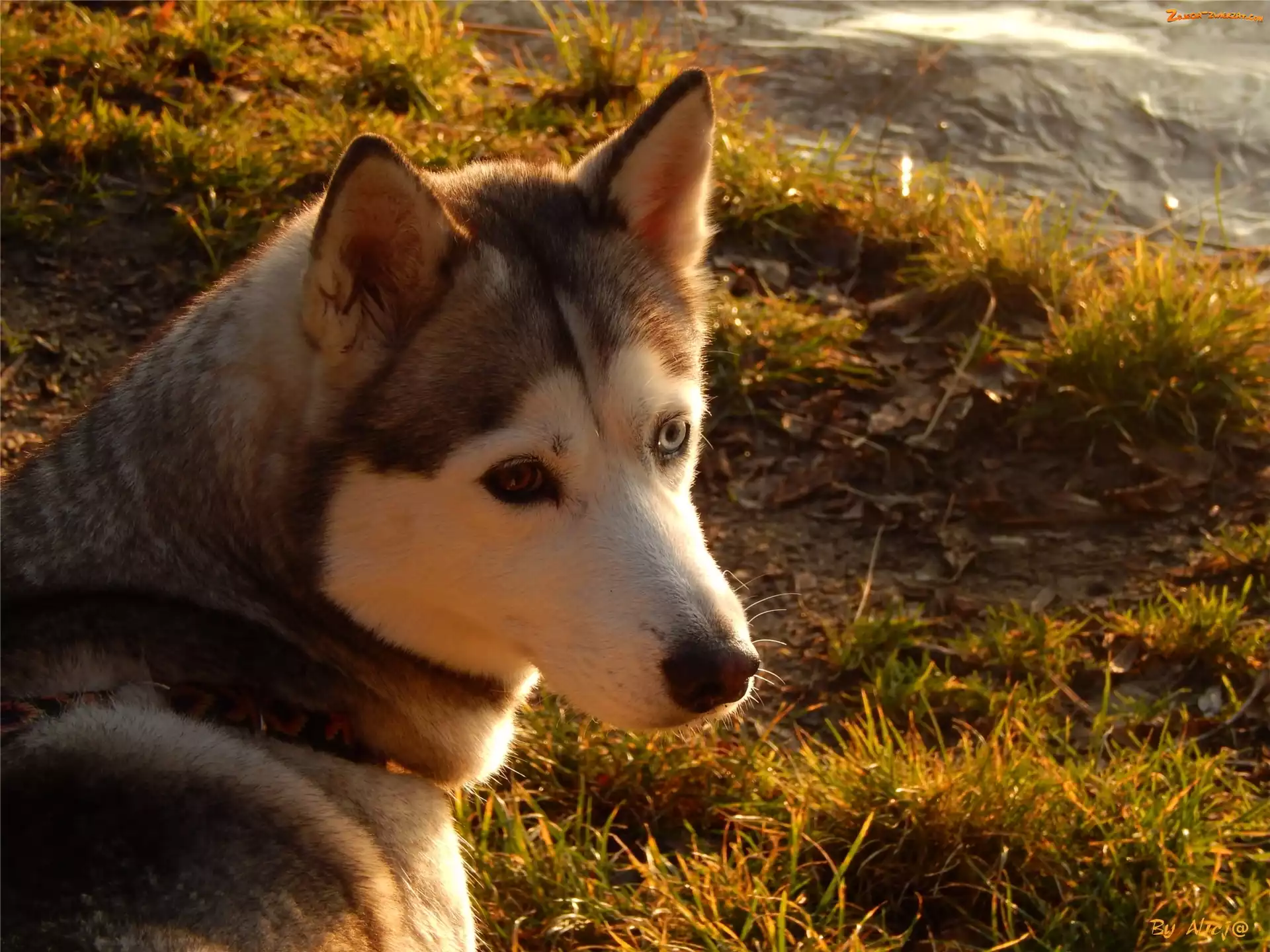 Trawa, Husky, Spojrzenie