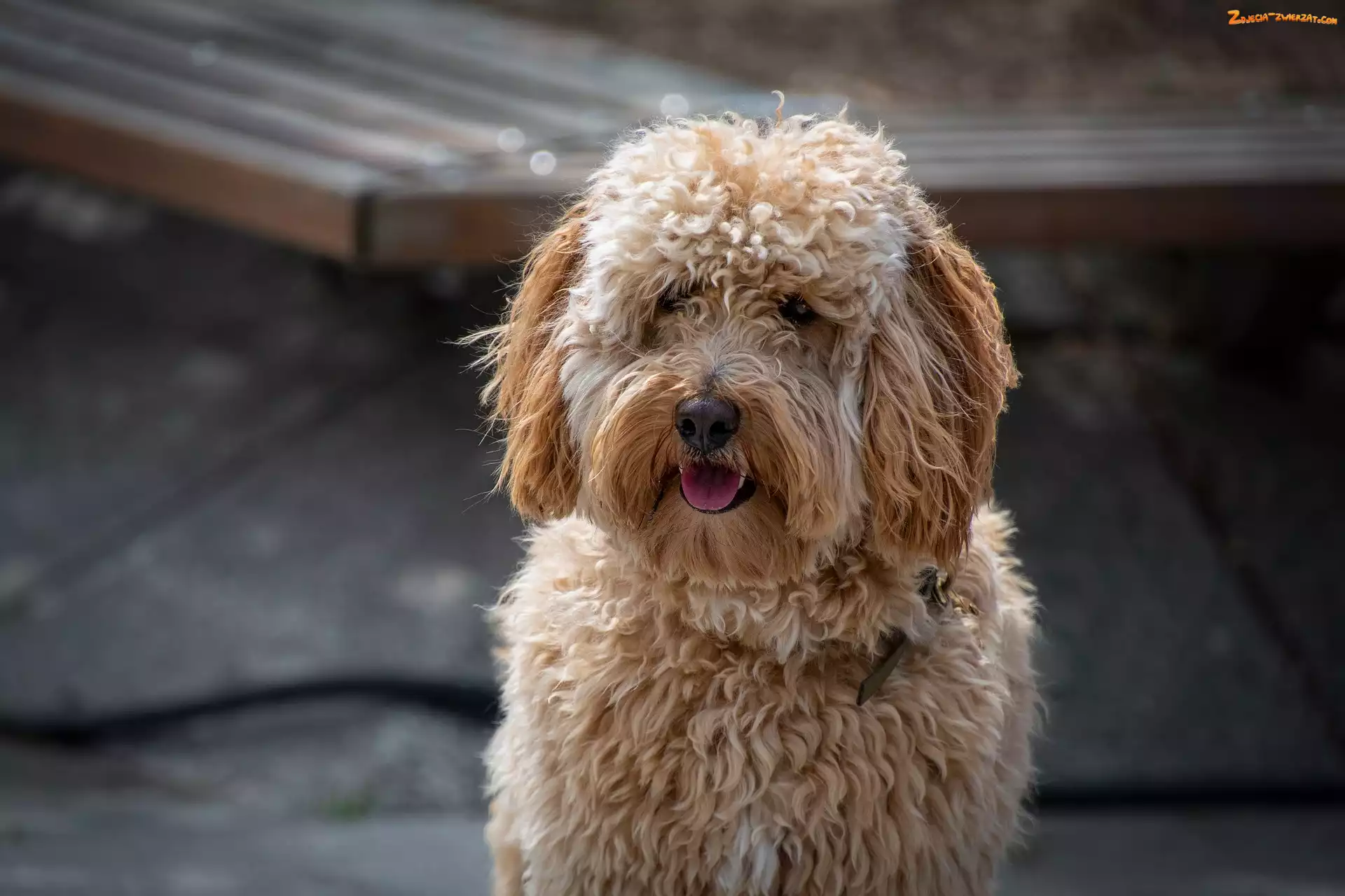 Hybryda, Pies, Labradoodle