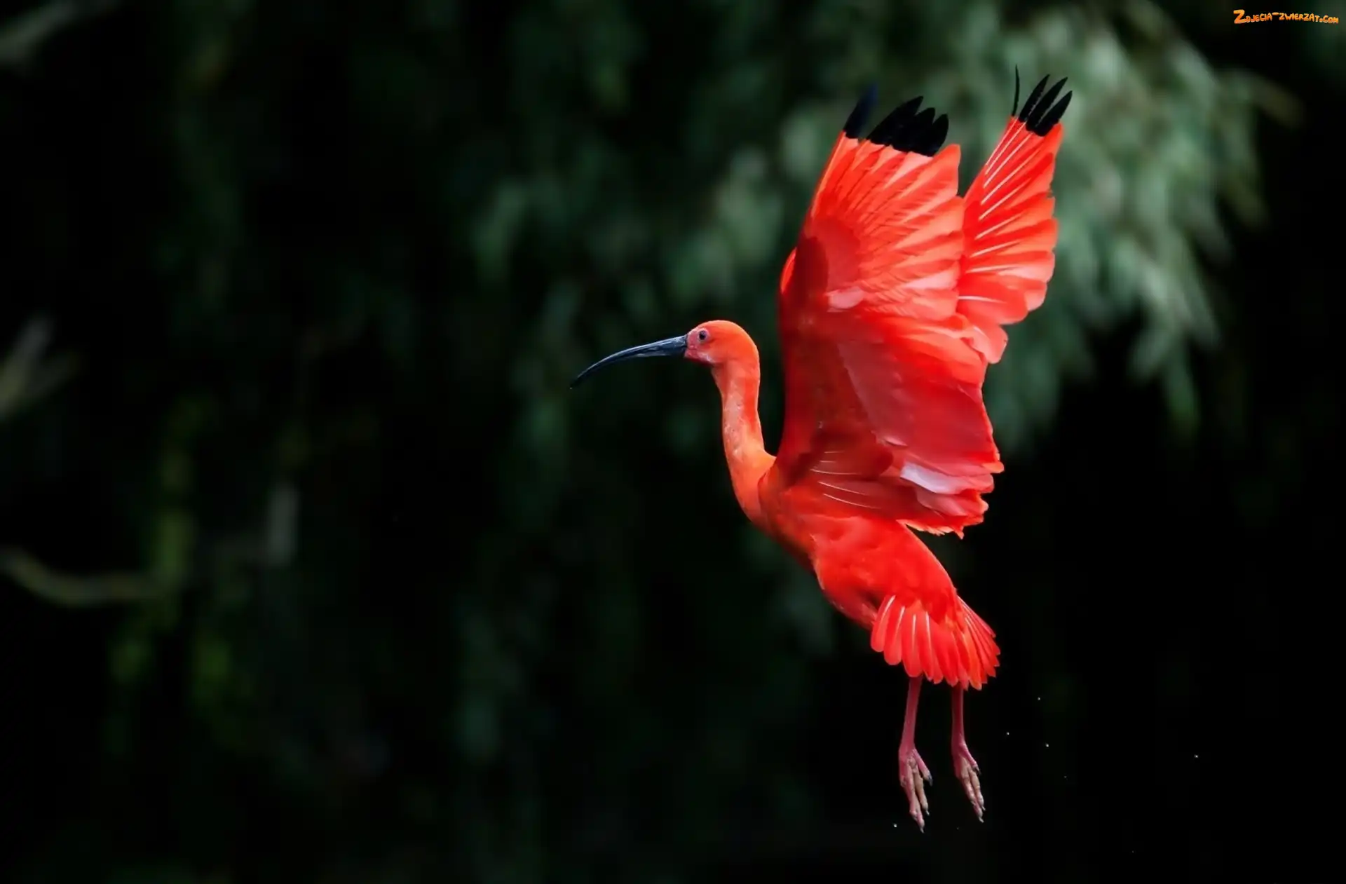 Ibis