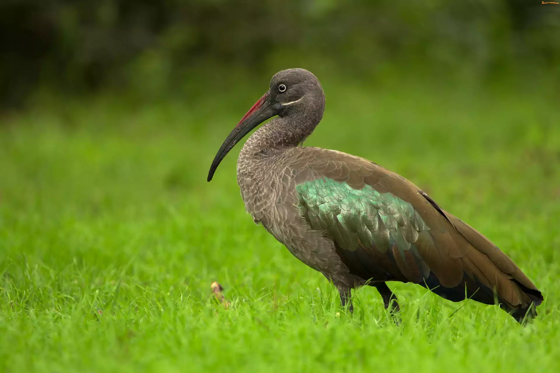 Ibis, Trawa, Czarny, Zieleń