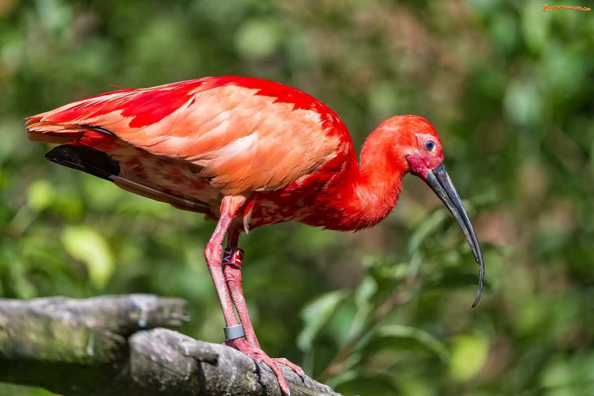 Drzewa, Ibis, Konar