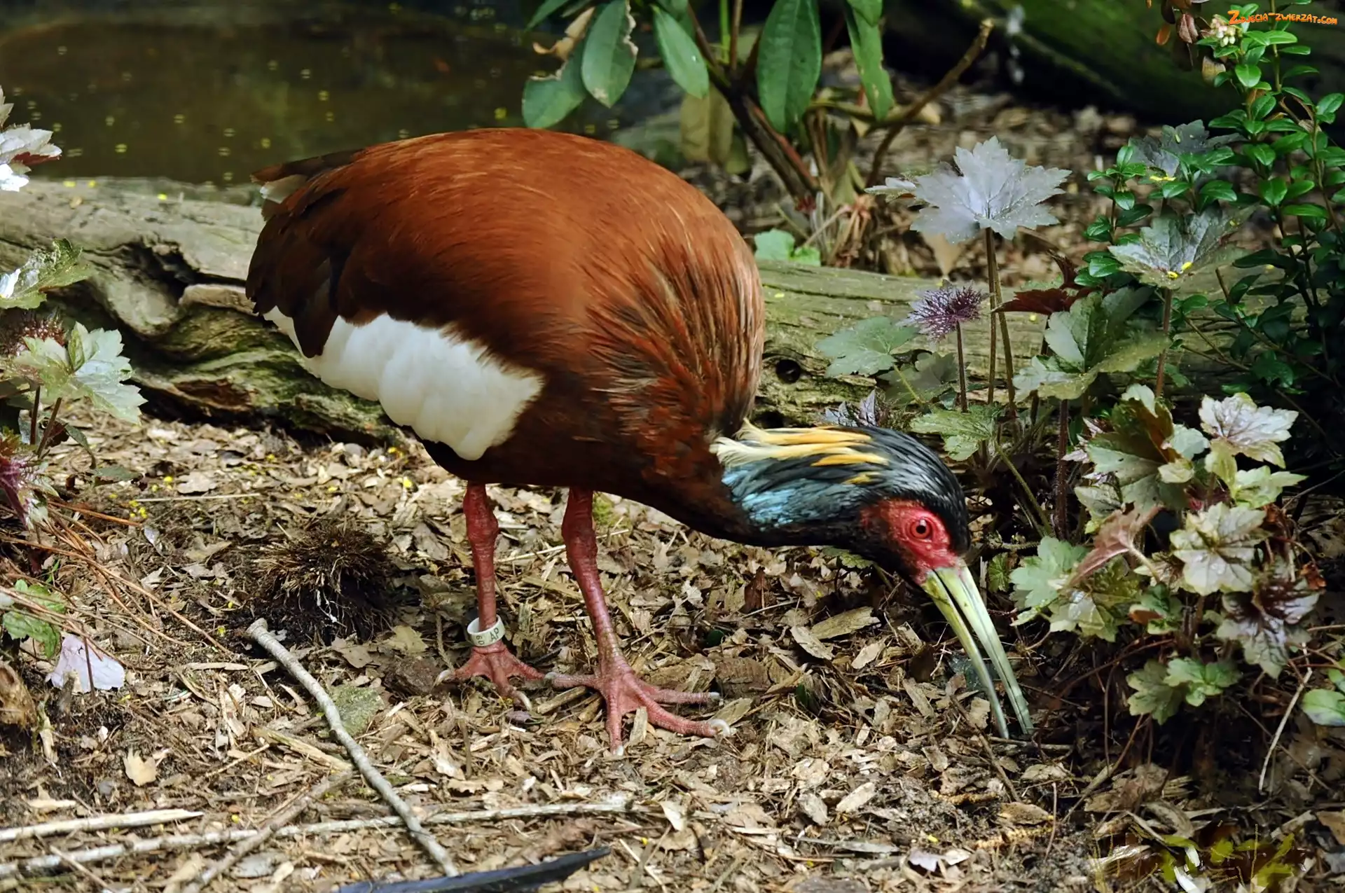 Roślinność, Ibis, Madagaskarski