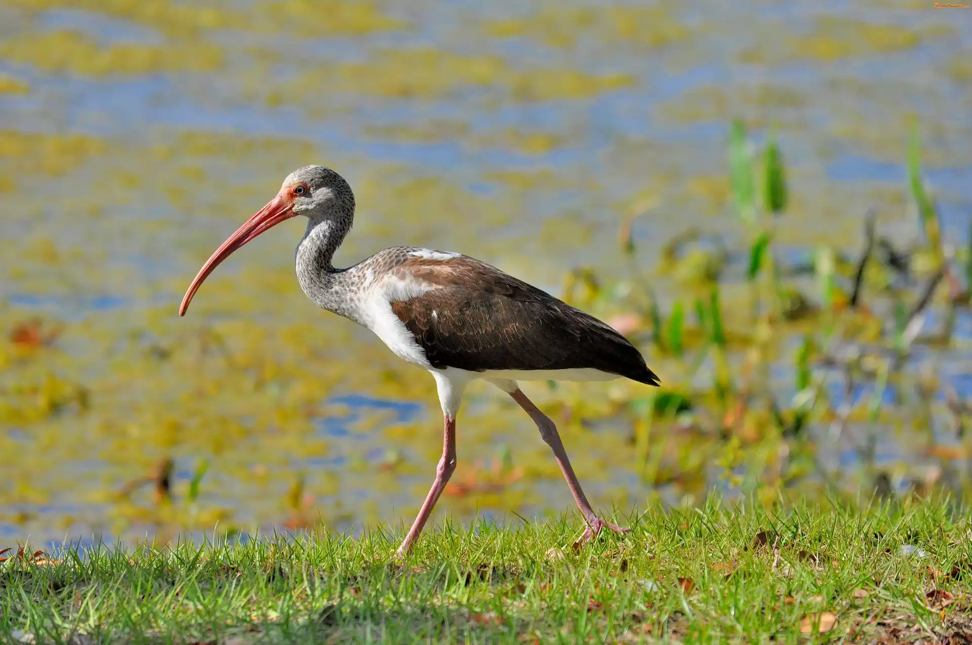 Rośliny, Ibis, Woda