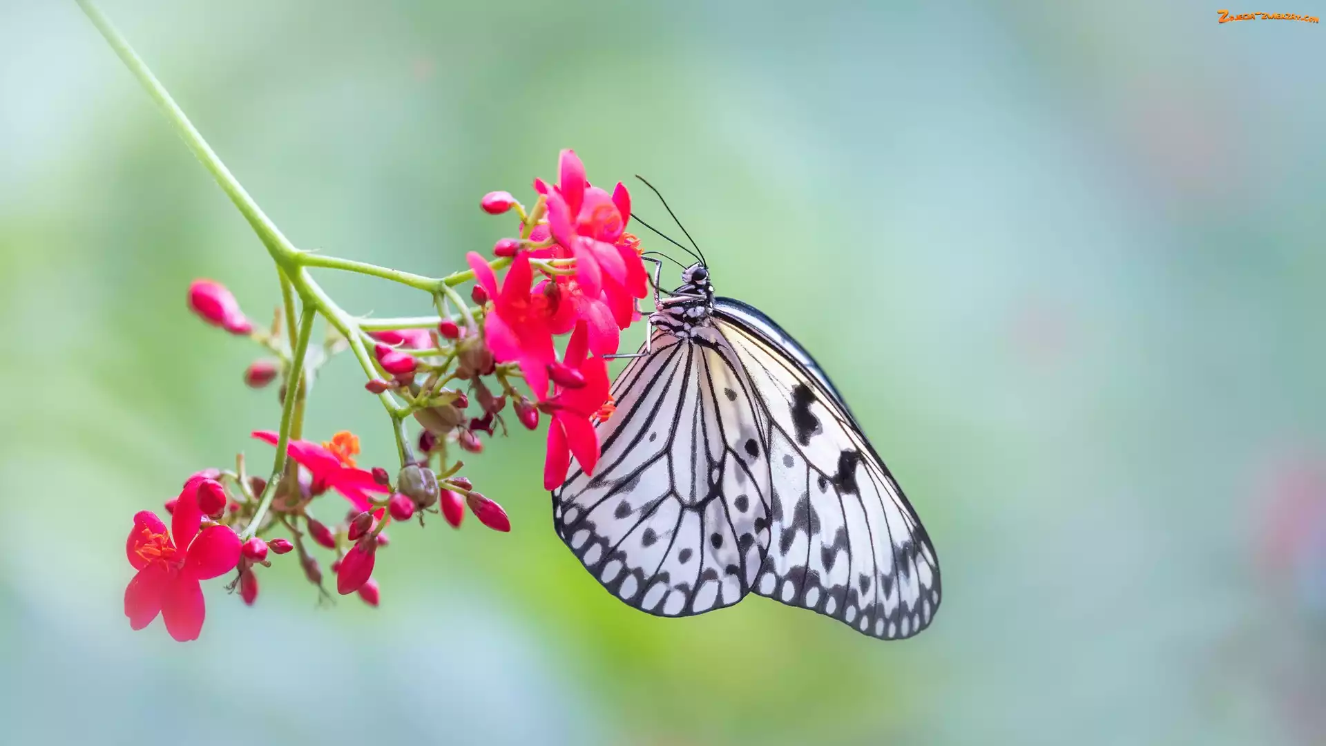 Motyl, Idea leuconoe, Czerwony, Kwiatek