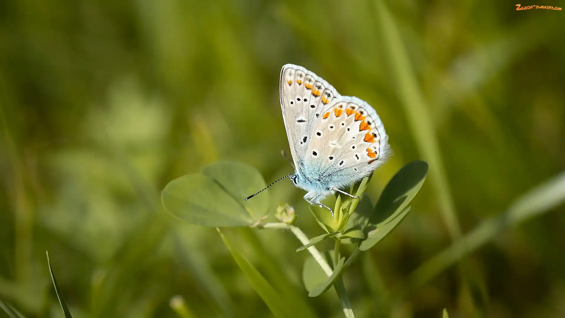 Listki, Motyl, Modraszek ikar