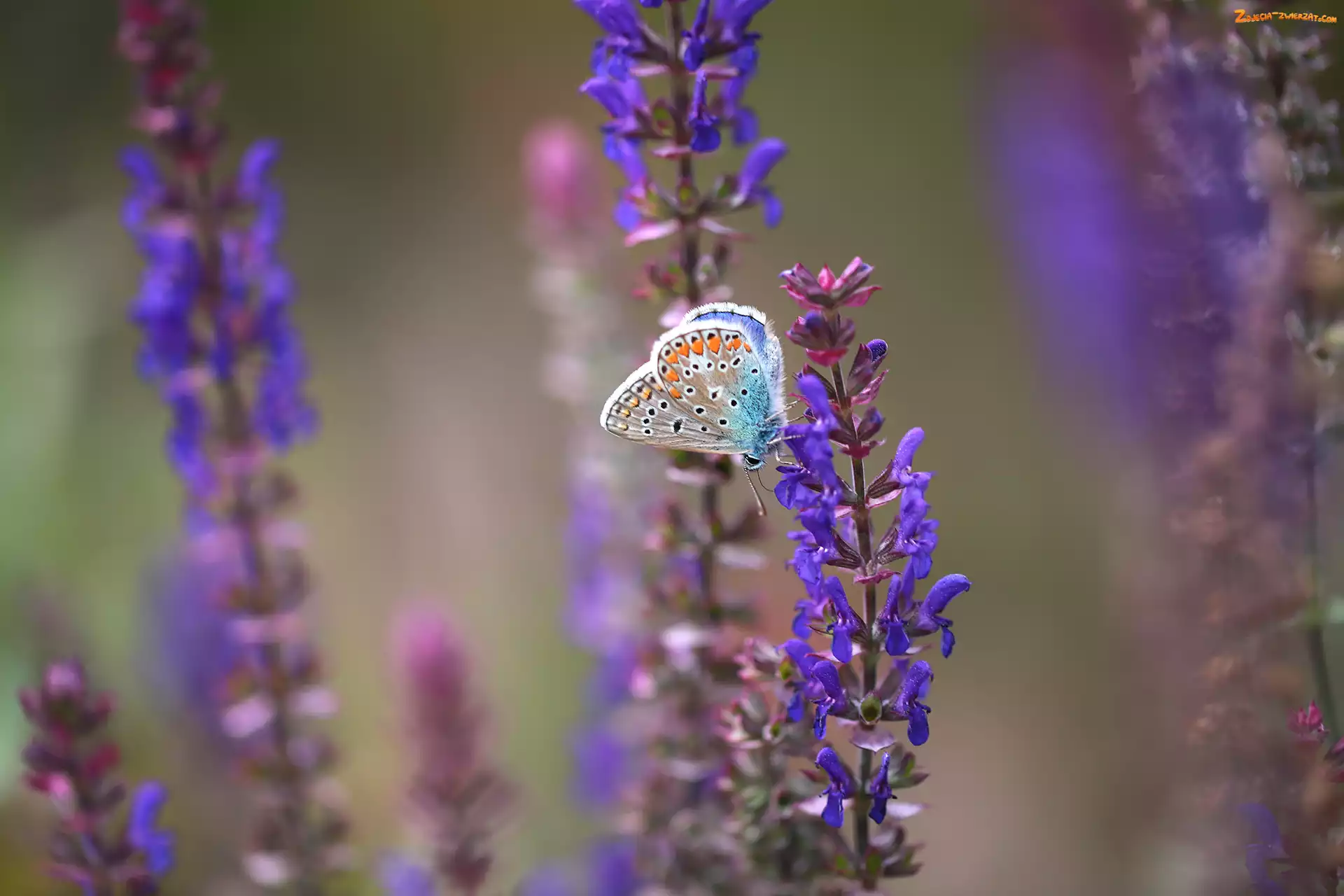 Modraszek ikar, Motyl, Kwiaty, Fioletowe