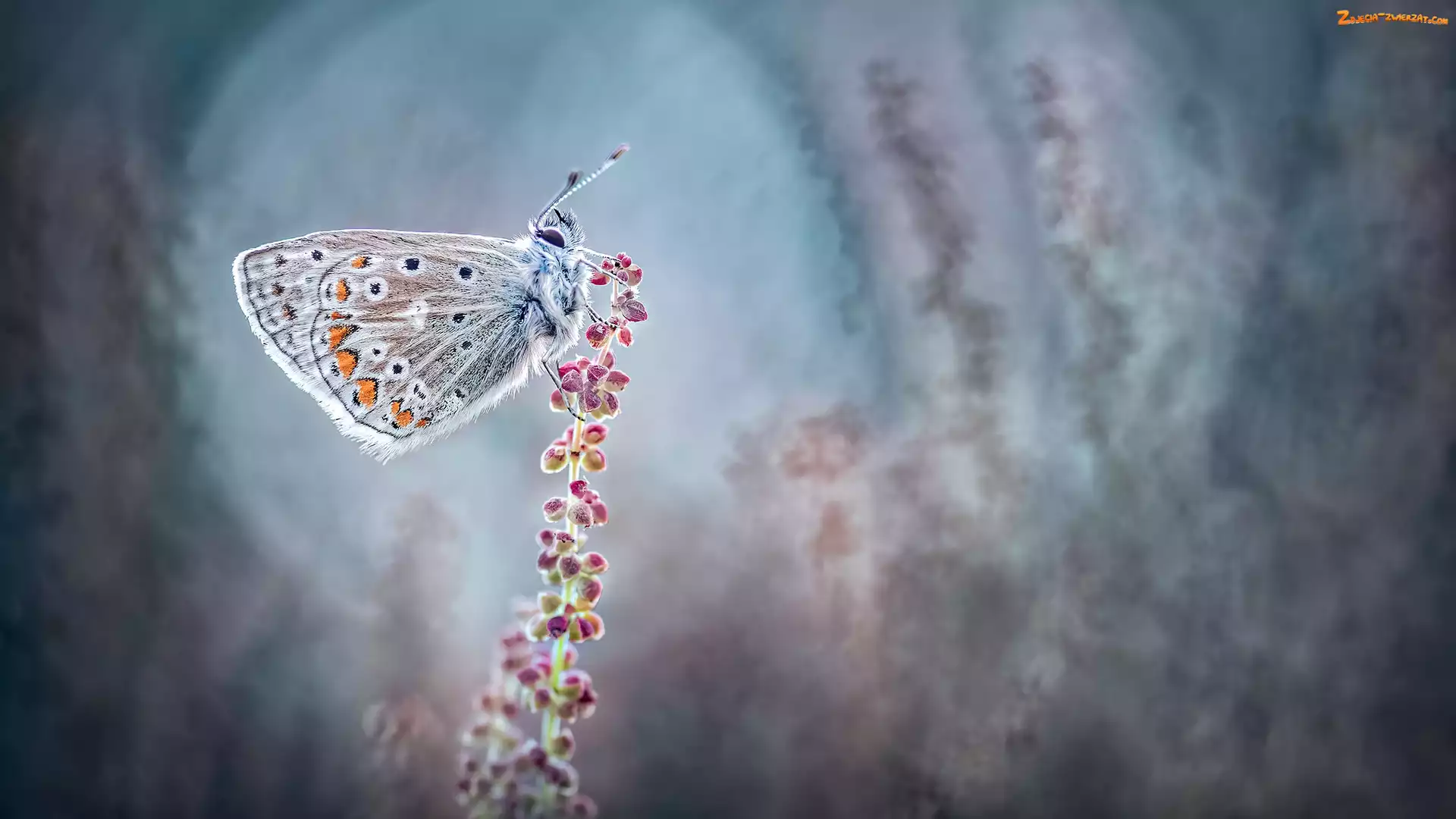 Modraszek ikar, Motyl, Roślina, Kwiat