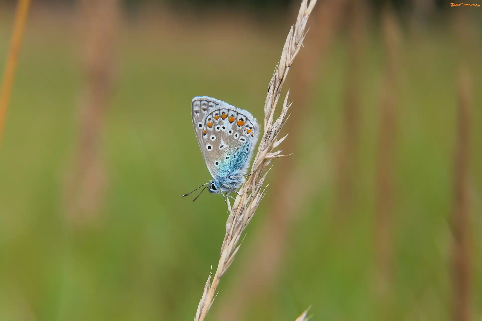 Modraszek ikar, Motyl, Trawa, Samiec