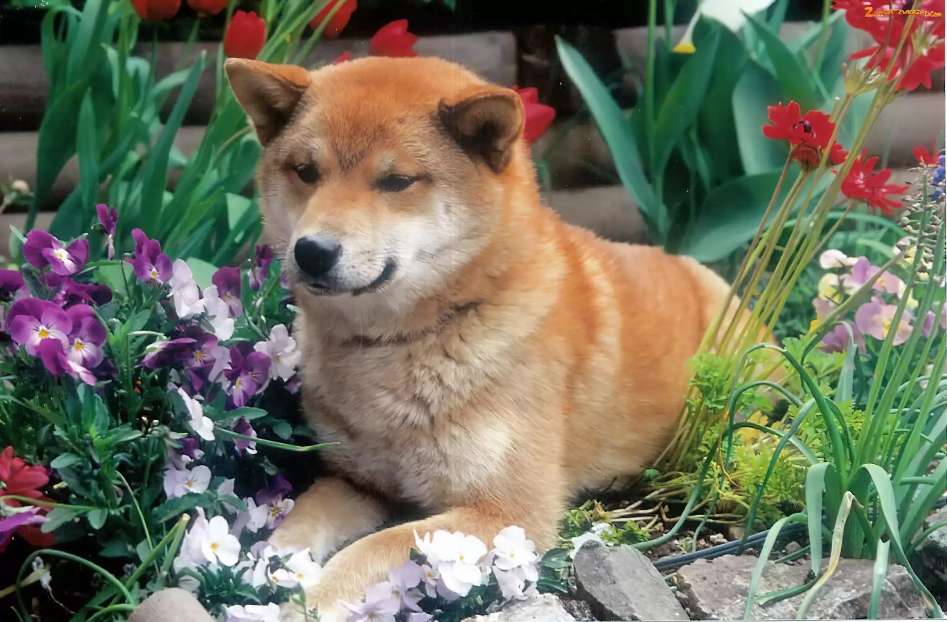 Shiba inu, kwiaty