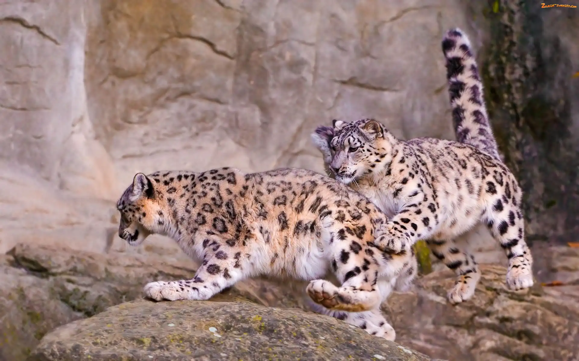 Leopardy, Irbisy, Śnieżne