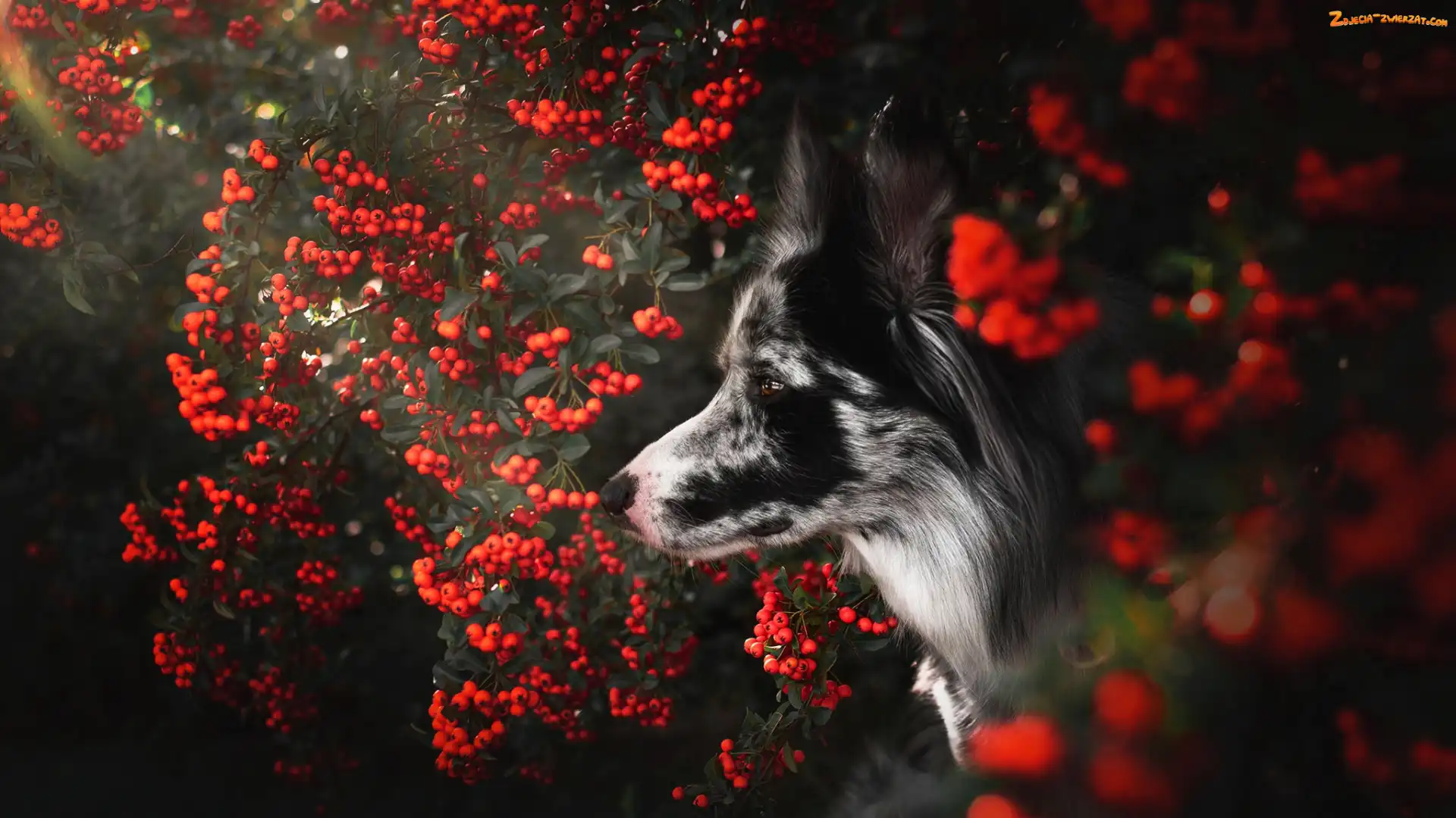 Irga, Krzew, Mordka, Pies, Border collie
