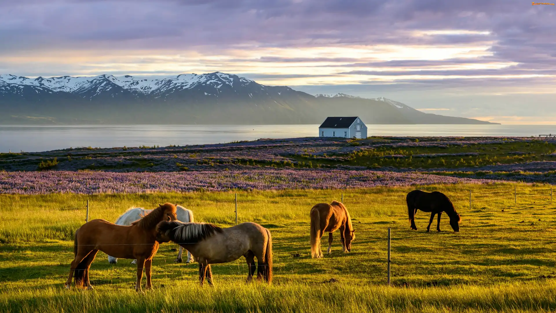 Konie, Islandia, Dom, Wrzosy, Fiord Skagafjordur, Łąka