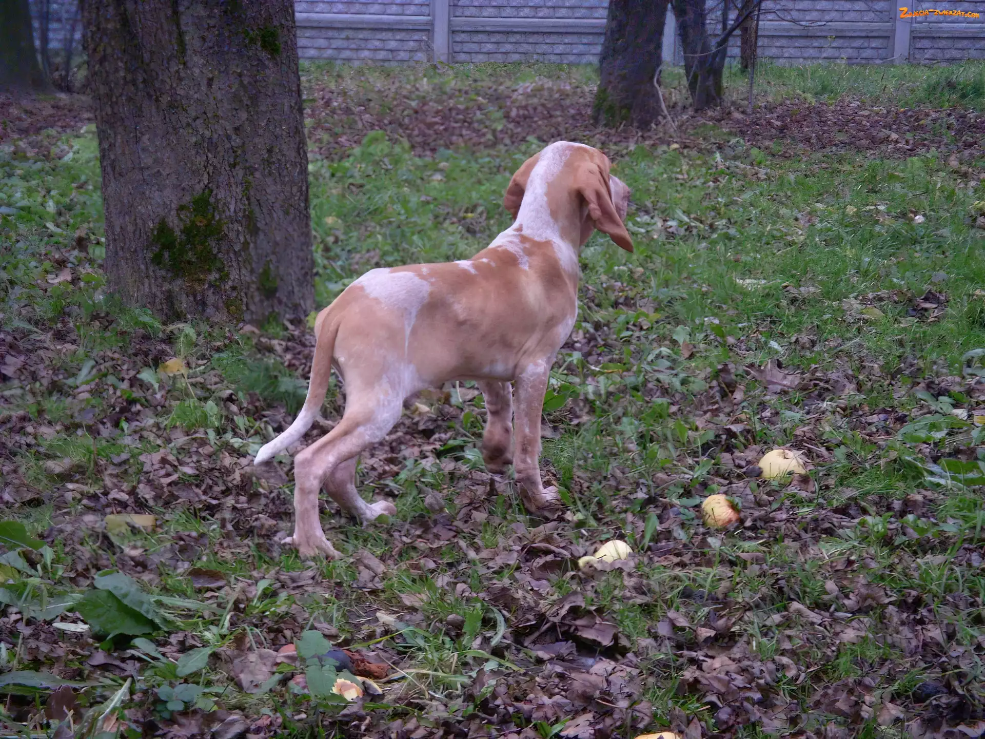Bracco italiano, liście, Wyżeł włoski krótkowłosy, trawa