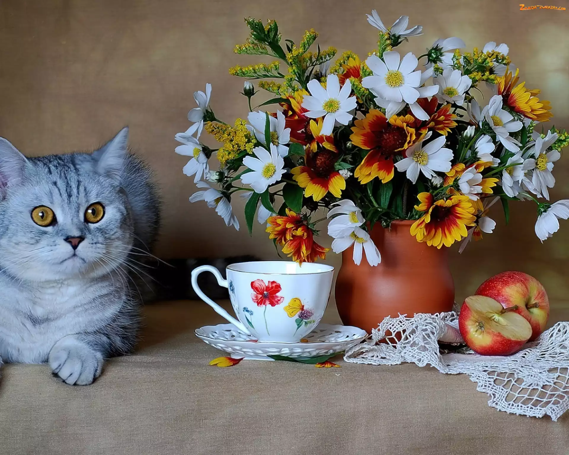 Jabłko, Filiżanka, Kwiaty, Kot, Wazon