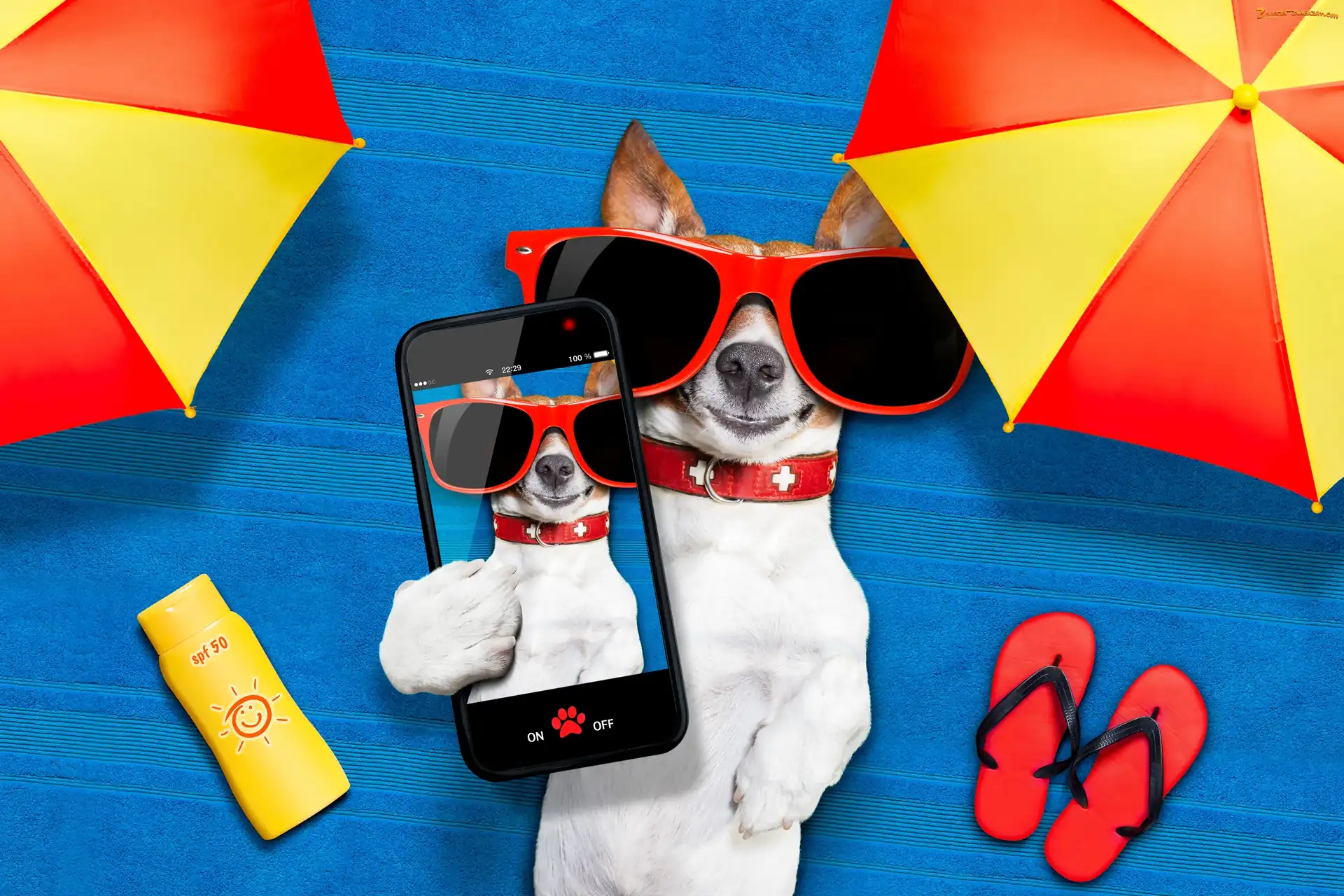 Telefon, Jack Russell terrier, Wakacje, Śmieszne, Okulary, Parasole