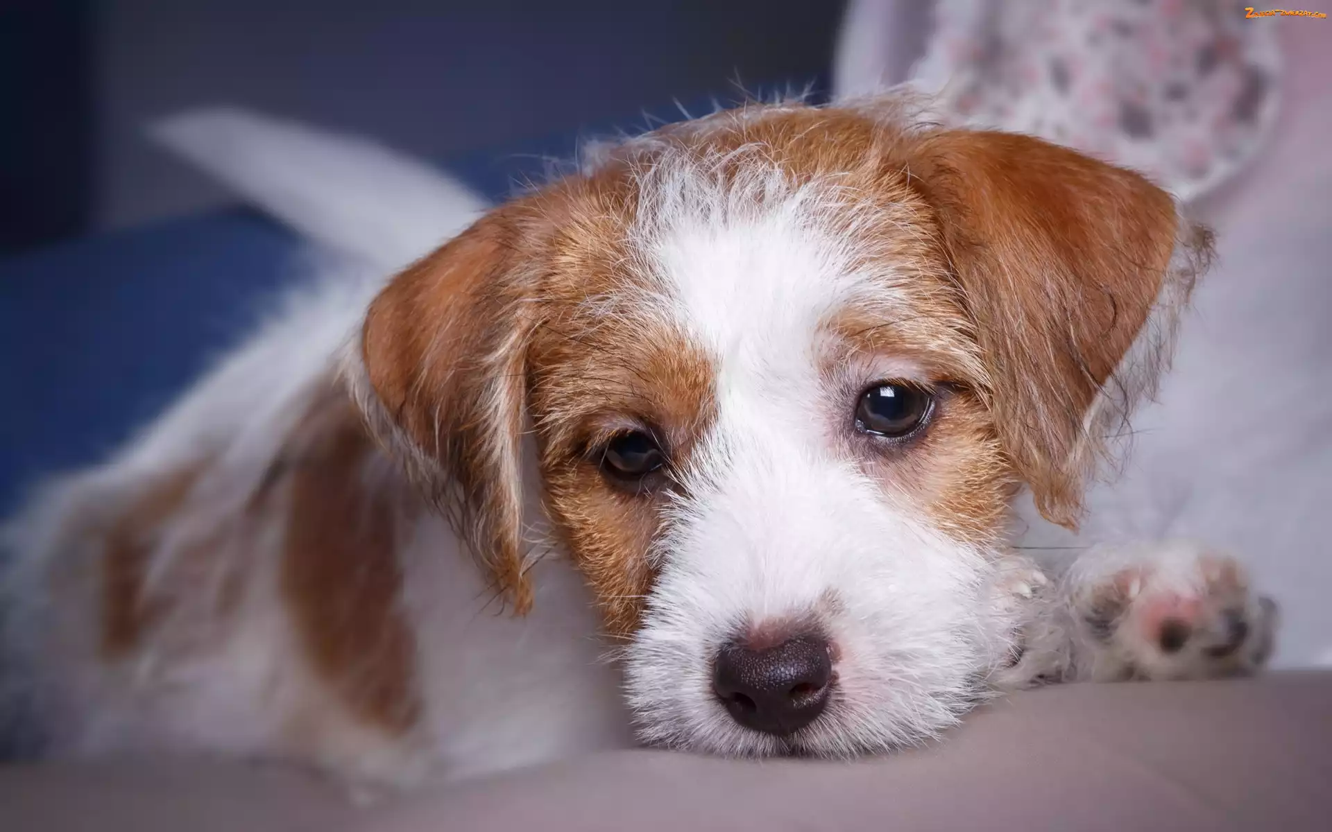 Jack Russell terier, Pies, Szczeniak