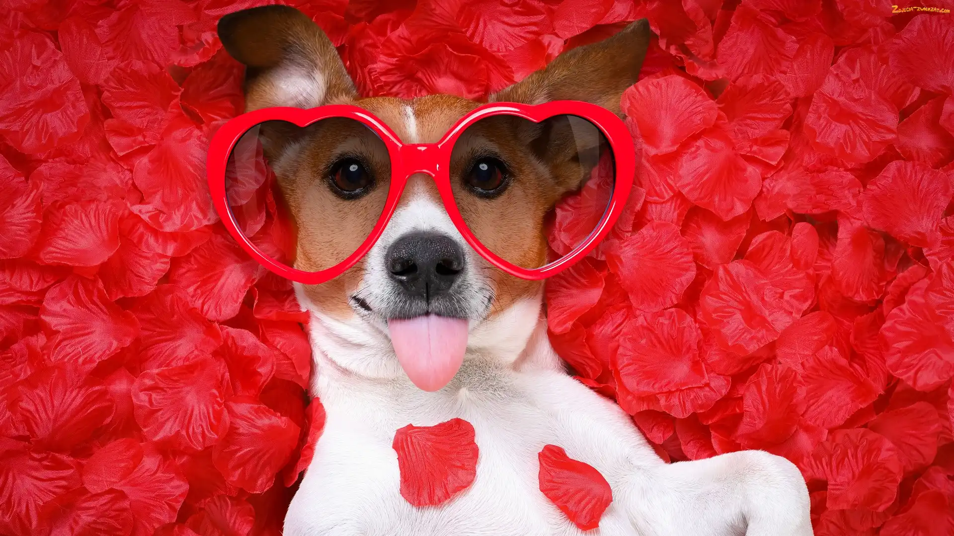 Jack Russell terier, Serca, Pies, Okulary