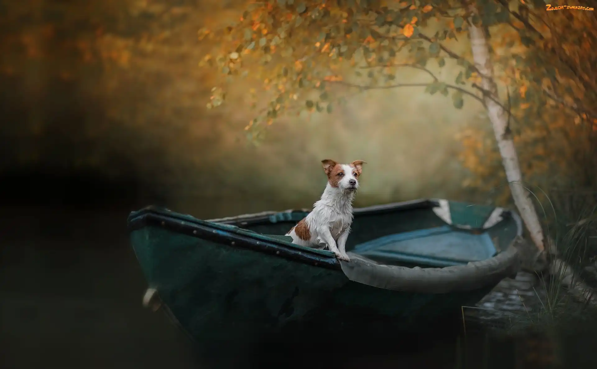 Jack Russell terrier, Brzoza, Pies, Łódka