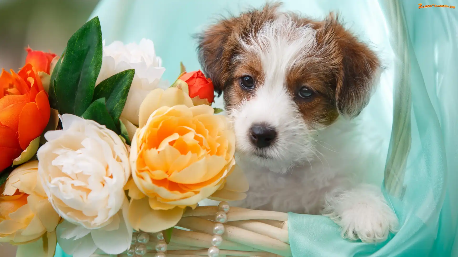 Jack Russell terrier, Kwiaty, Pies, Szczeniak