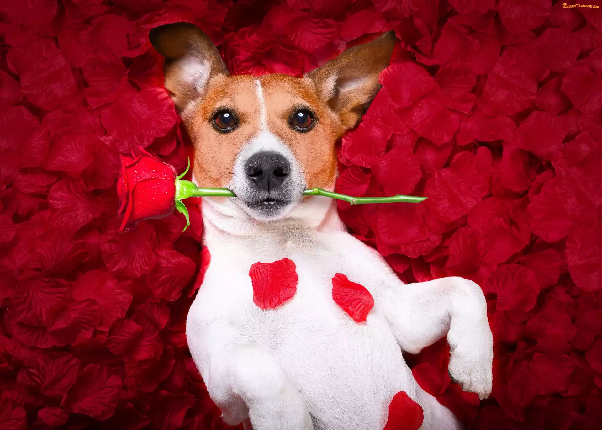 Jack Russell terrier, Płatki, Pies, Róża