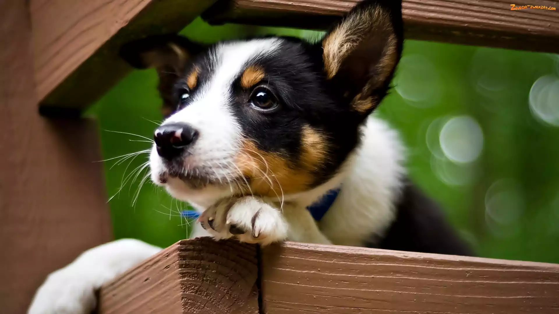 Jack Russell terrier, Pies, Szczeniak