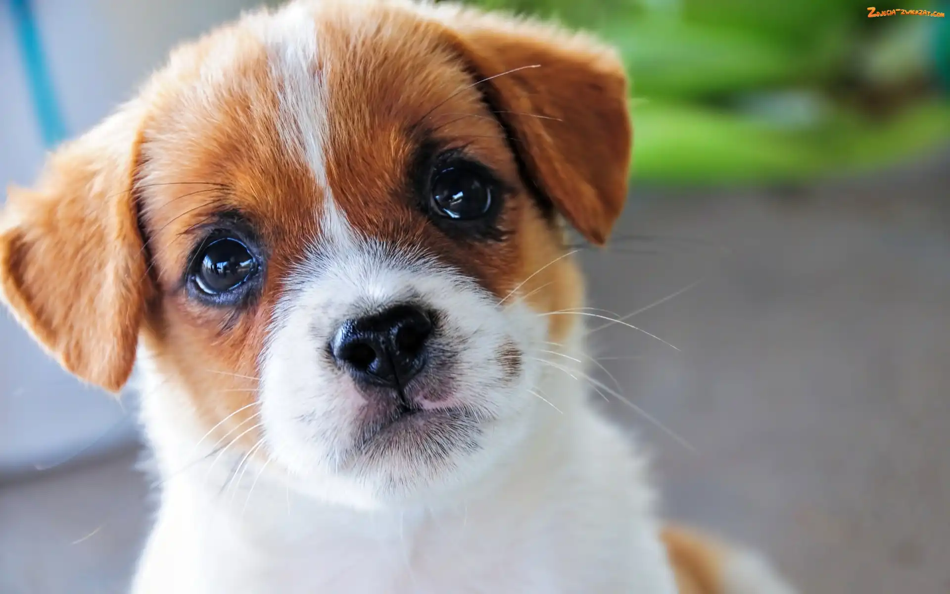 Jack Russell terrier, Pies, Szczeniak