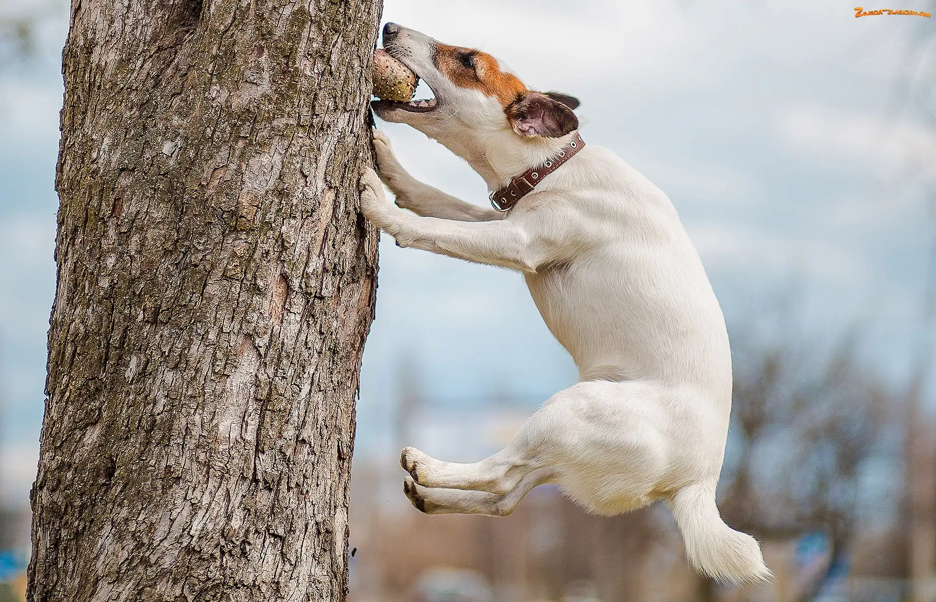 Jack Russell Terrier, Skok, Pies, Drzewo