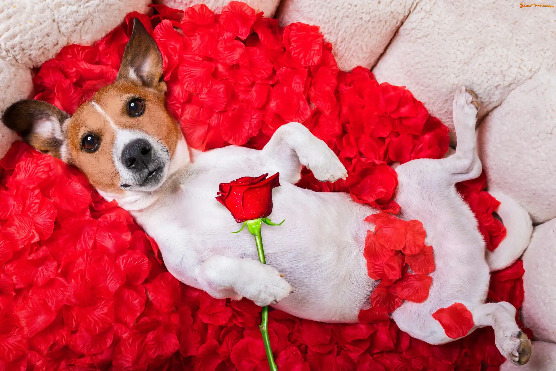 Jack Russell terrier, Płatki, Róża