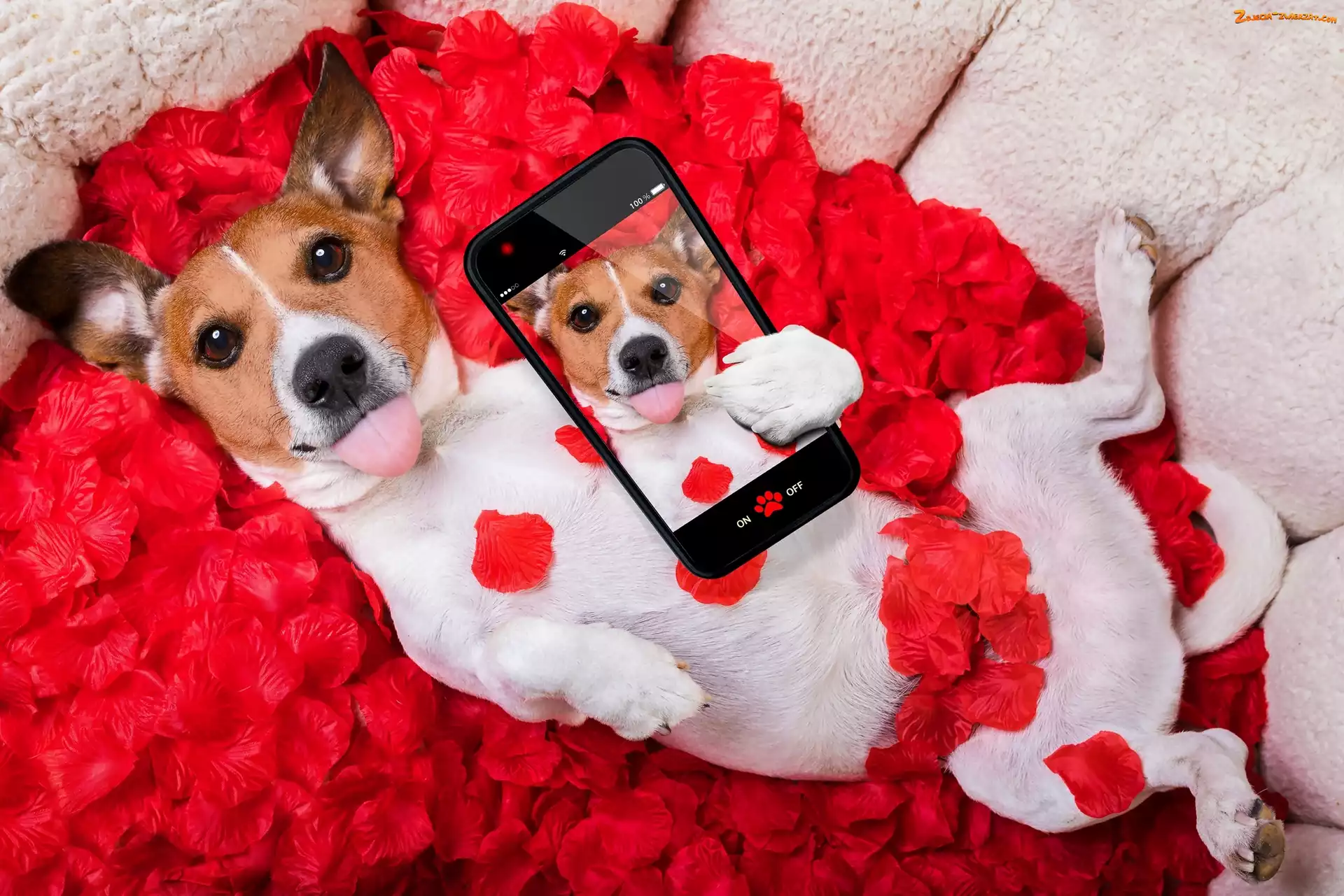 Płatki, Jack Russell terrier, Śmieszne, Selfie, Róża, Telefon