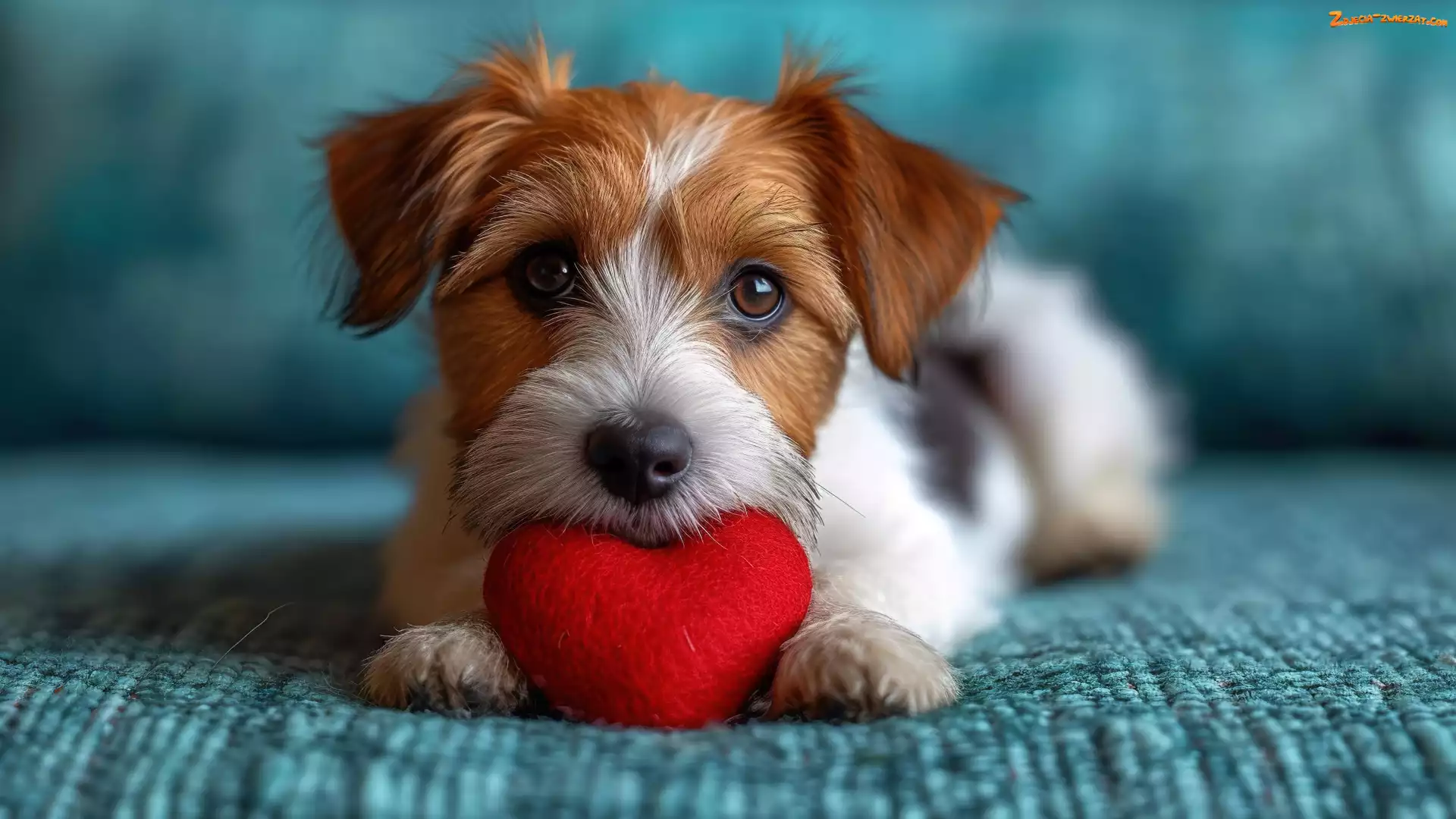Pies, Szczeniak, Serce, Jack Russell terrier