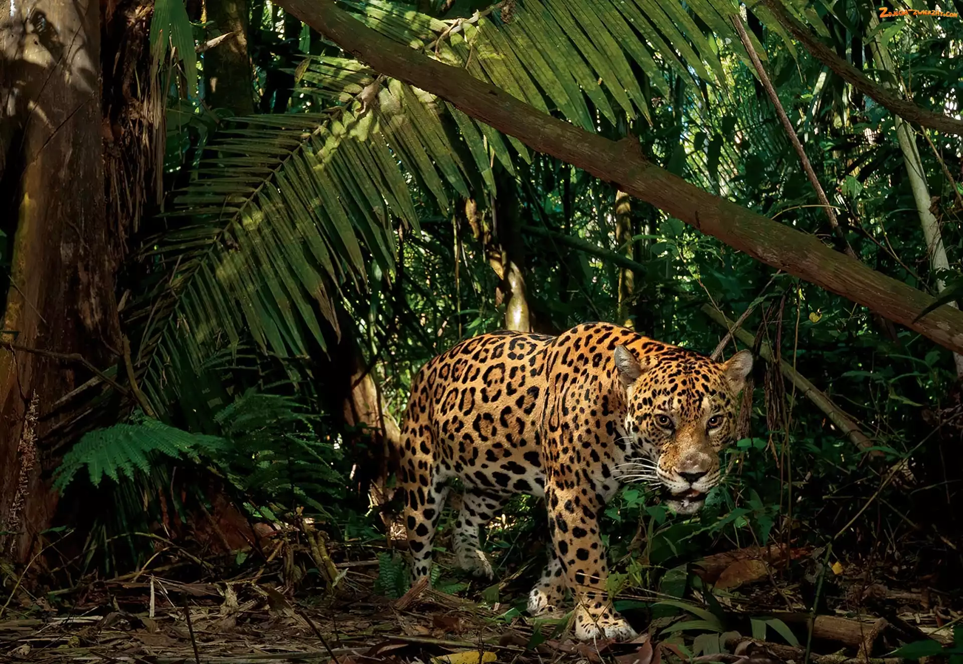 Jaguar, Dżungla