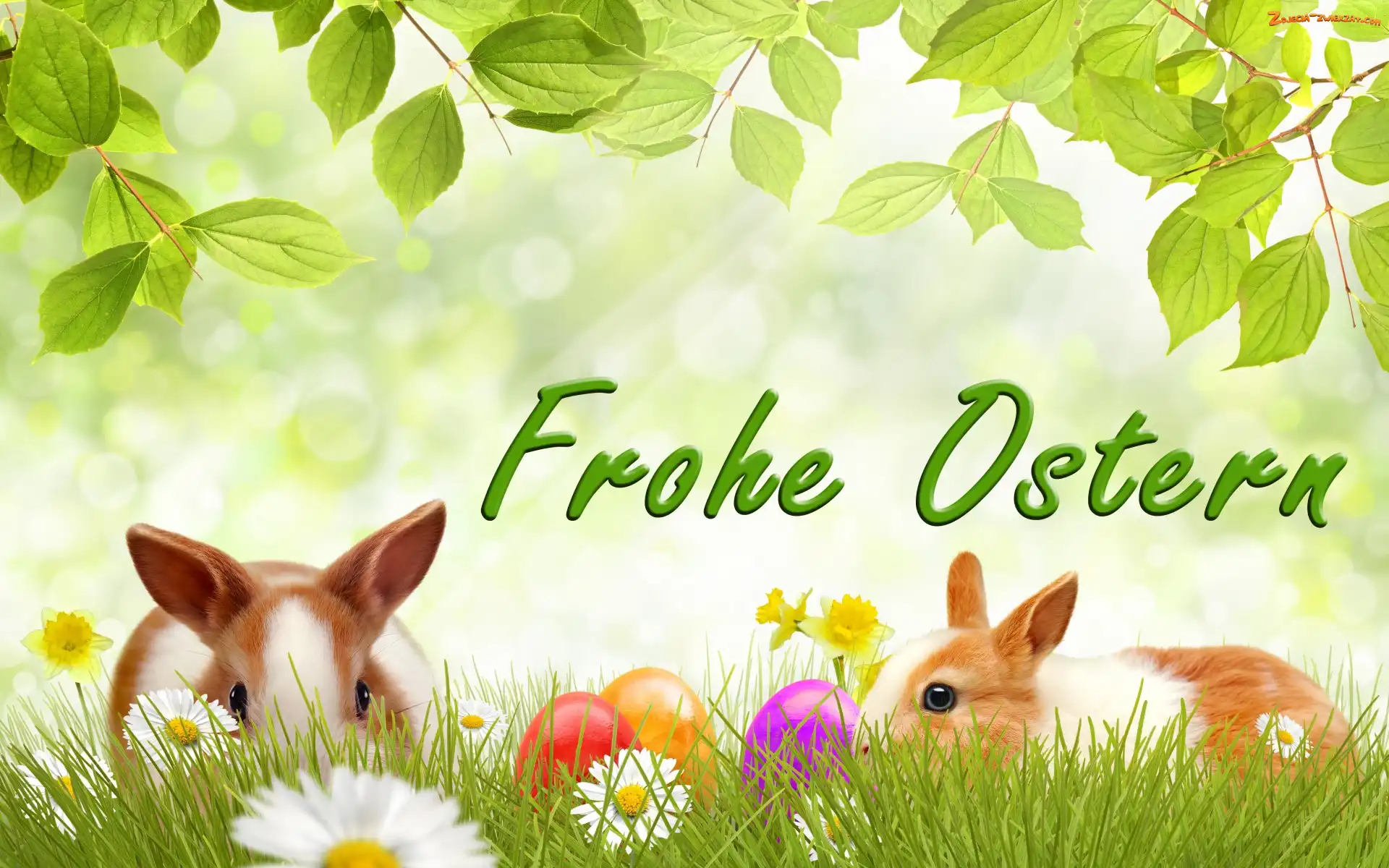 Jajka, Wielkanoc, Stokrotki, Żonkile, Króliki, Kwiaty