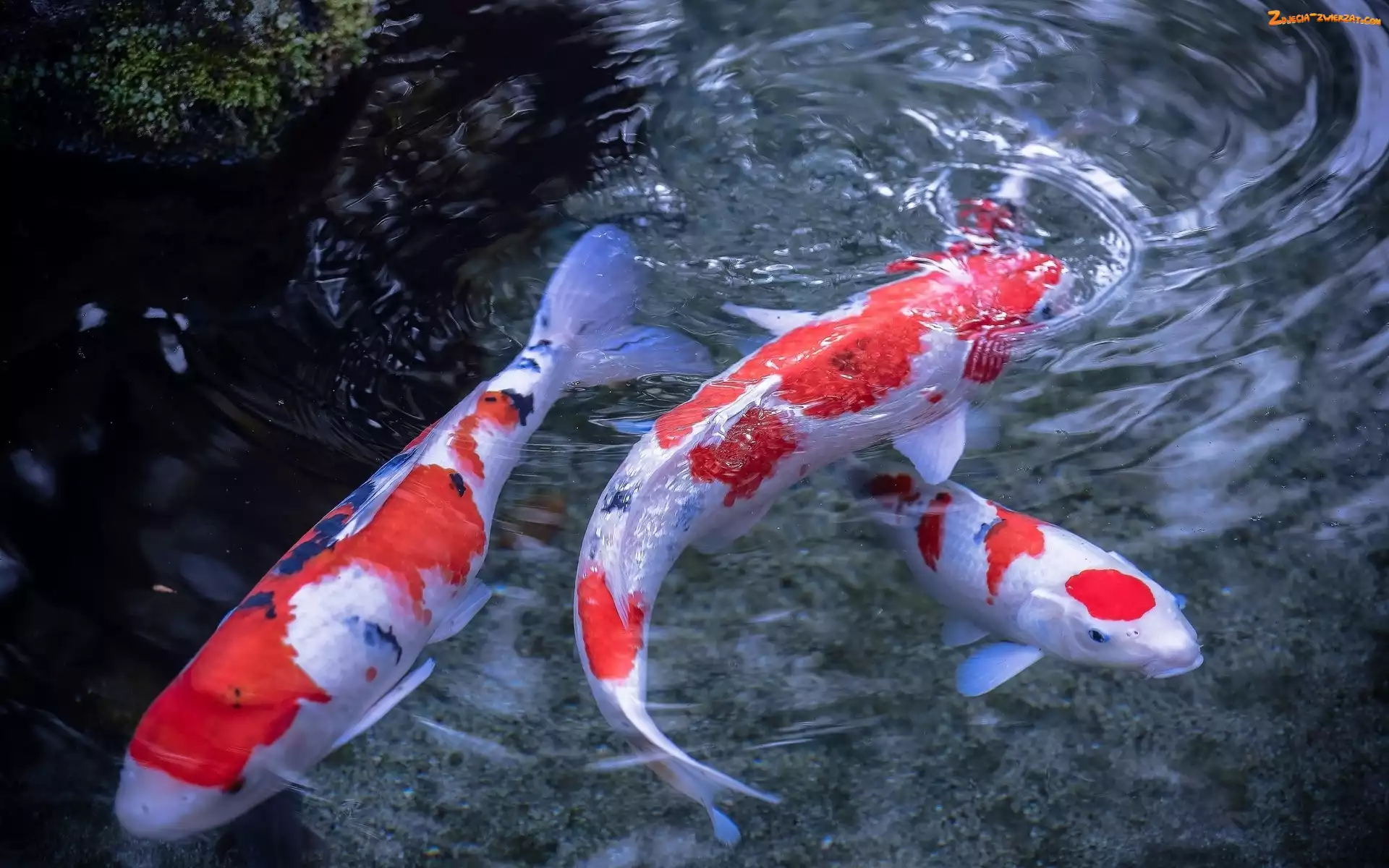 Koi, Japońskie, Karpie