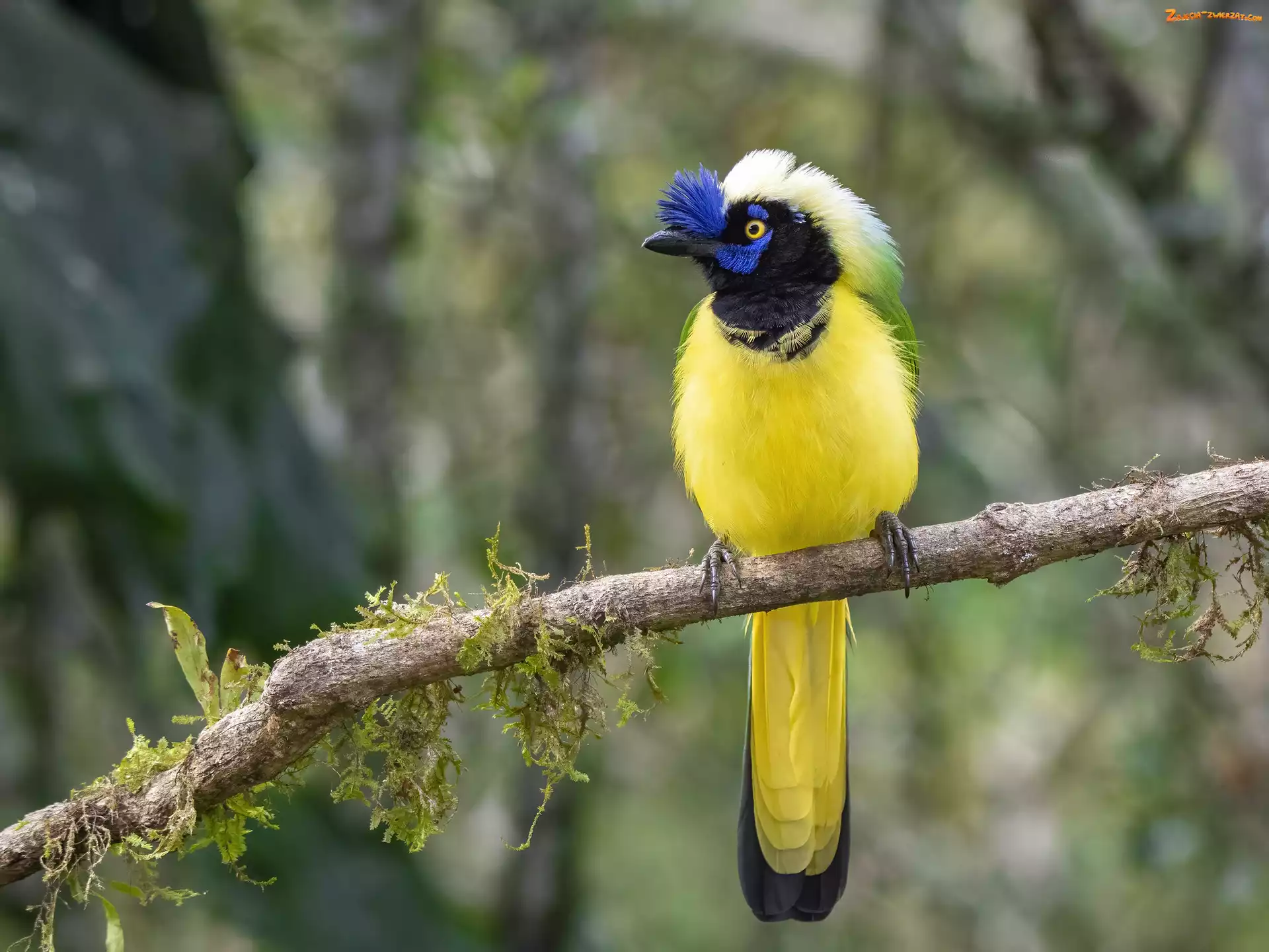 Modrowronka zielona, Inca Jay, Gałąź, Ptak