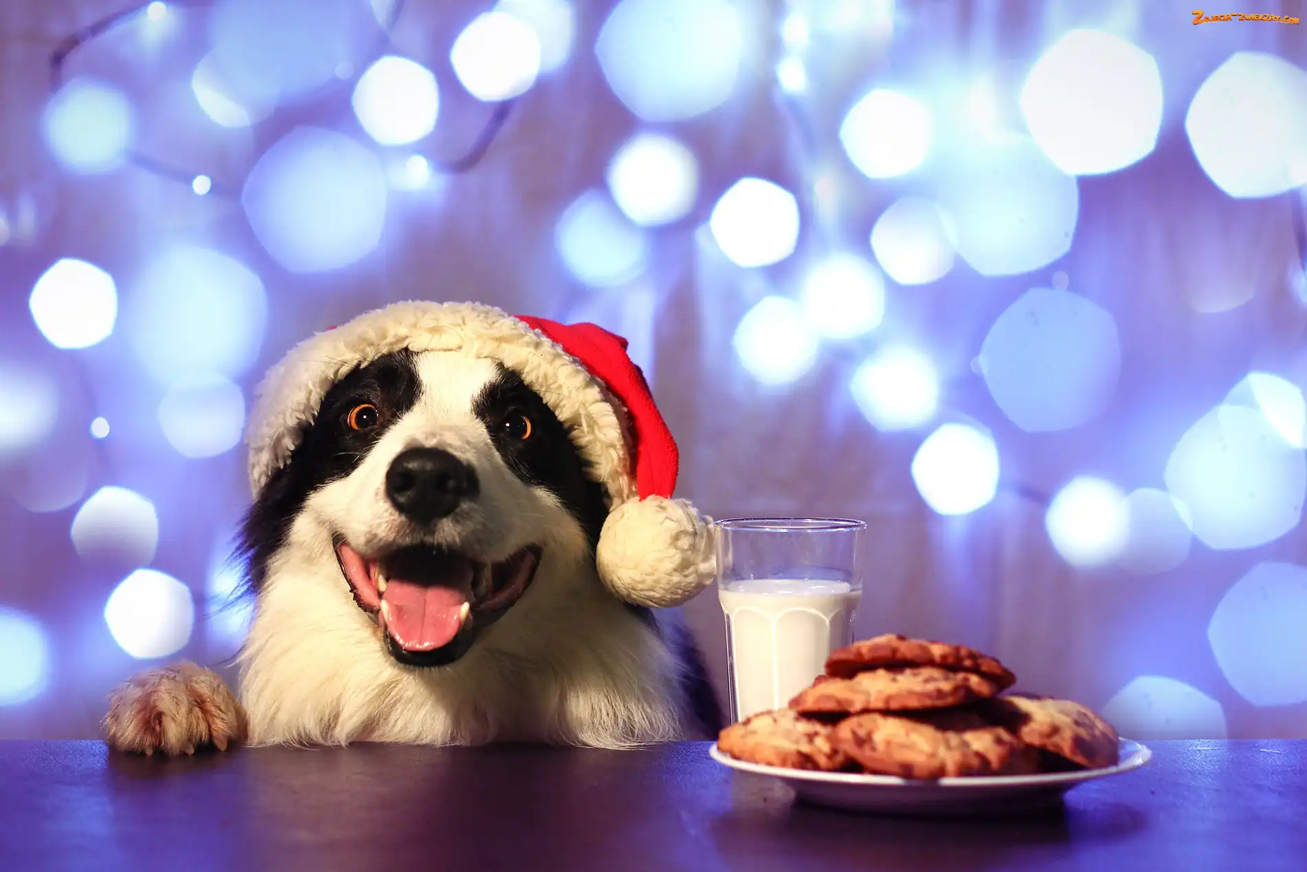 Jedzenie, Pies, Border Collie