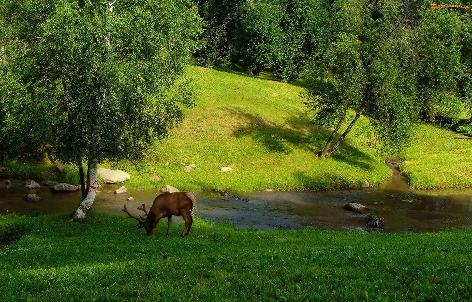 Łąka, Rzeka, Jeleń, Las