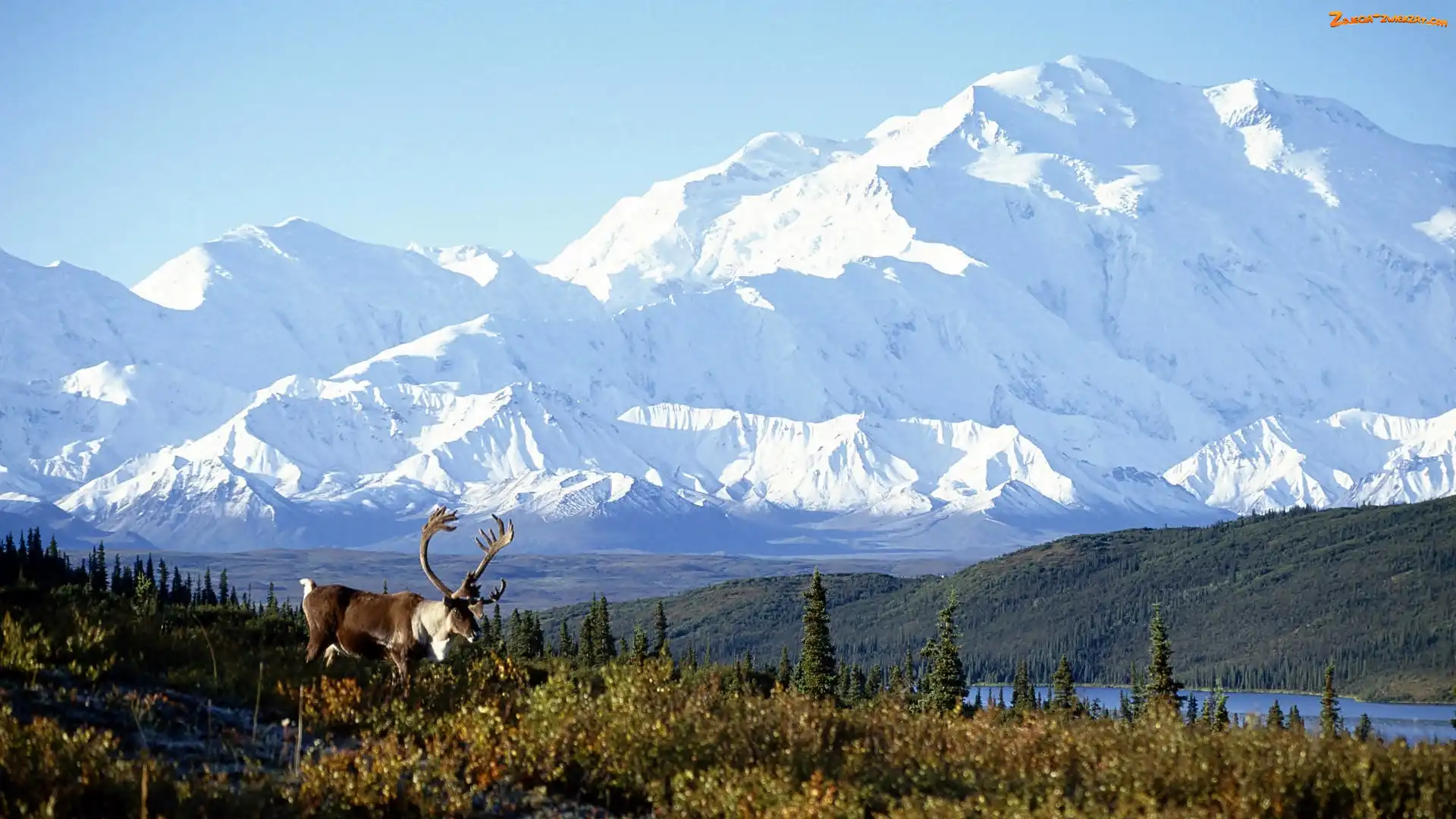 Jelenie, Łąka, Góry, Alaska, Jezioro