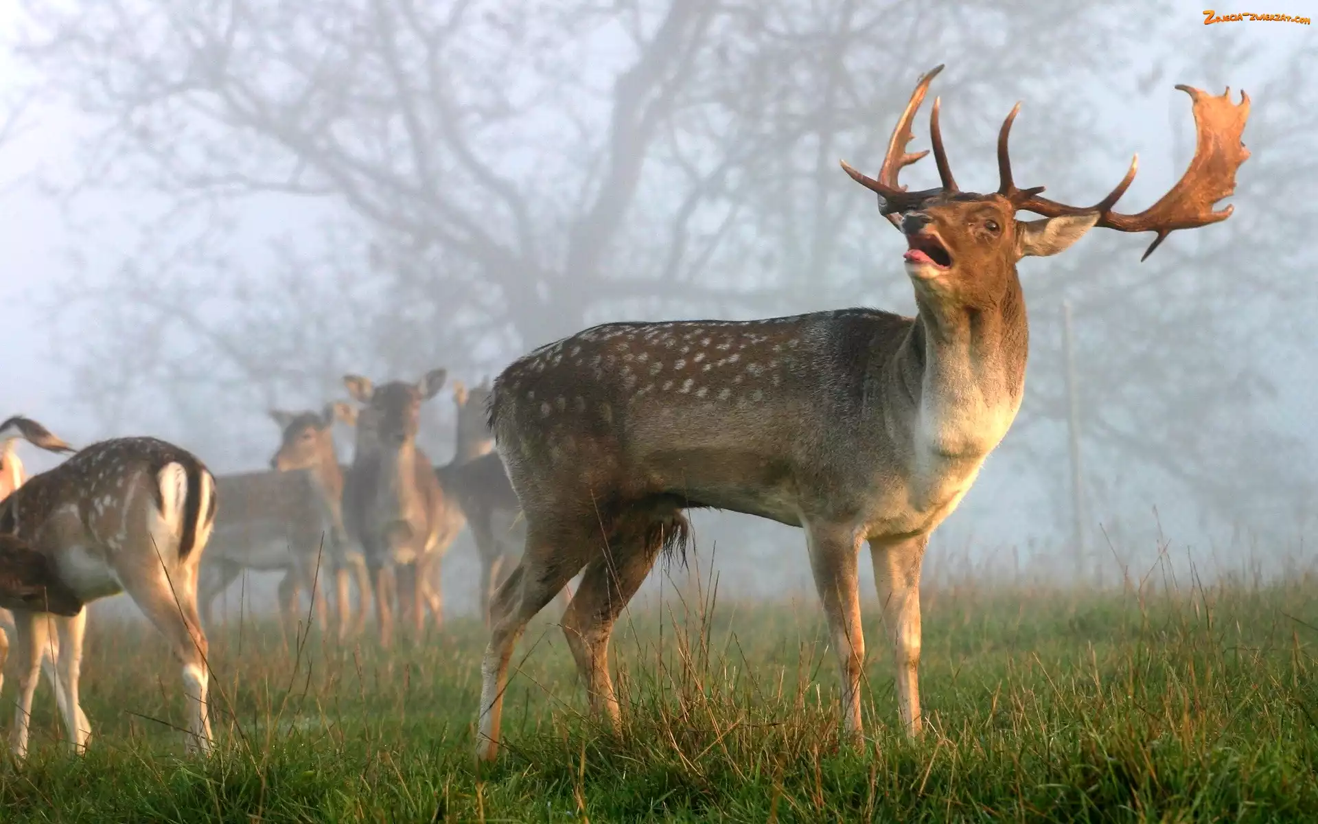 Mgła, Jelenie, Łąka