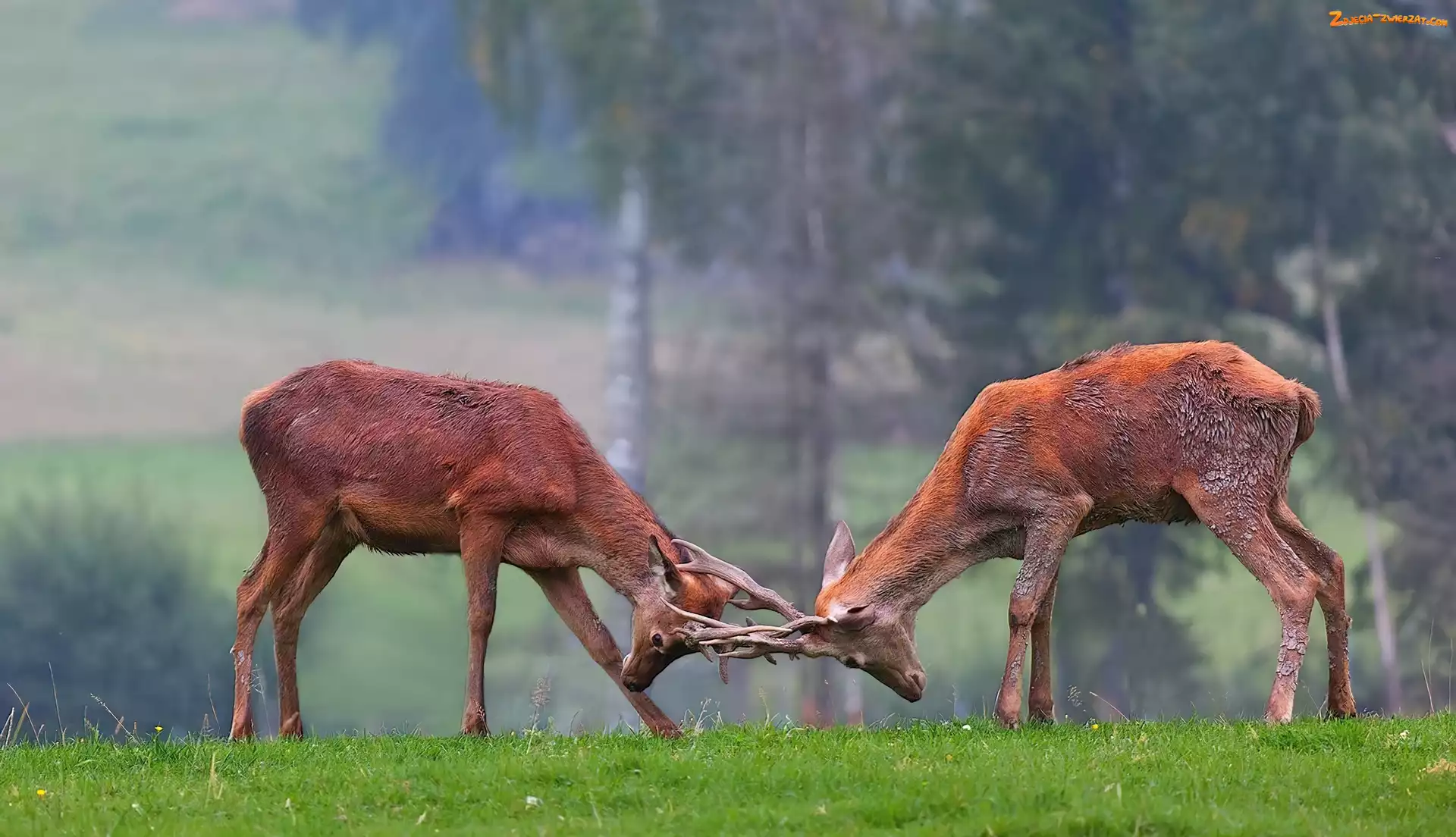 Walka, Jelenie, Rykowisko