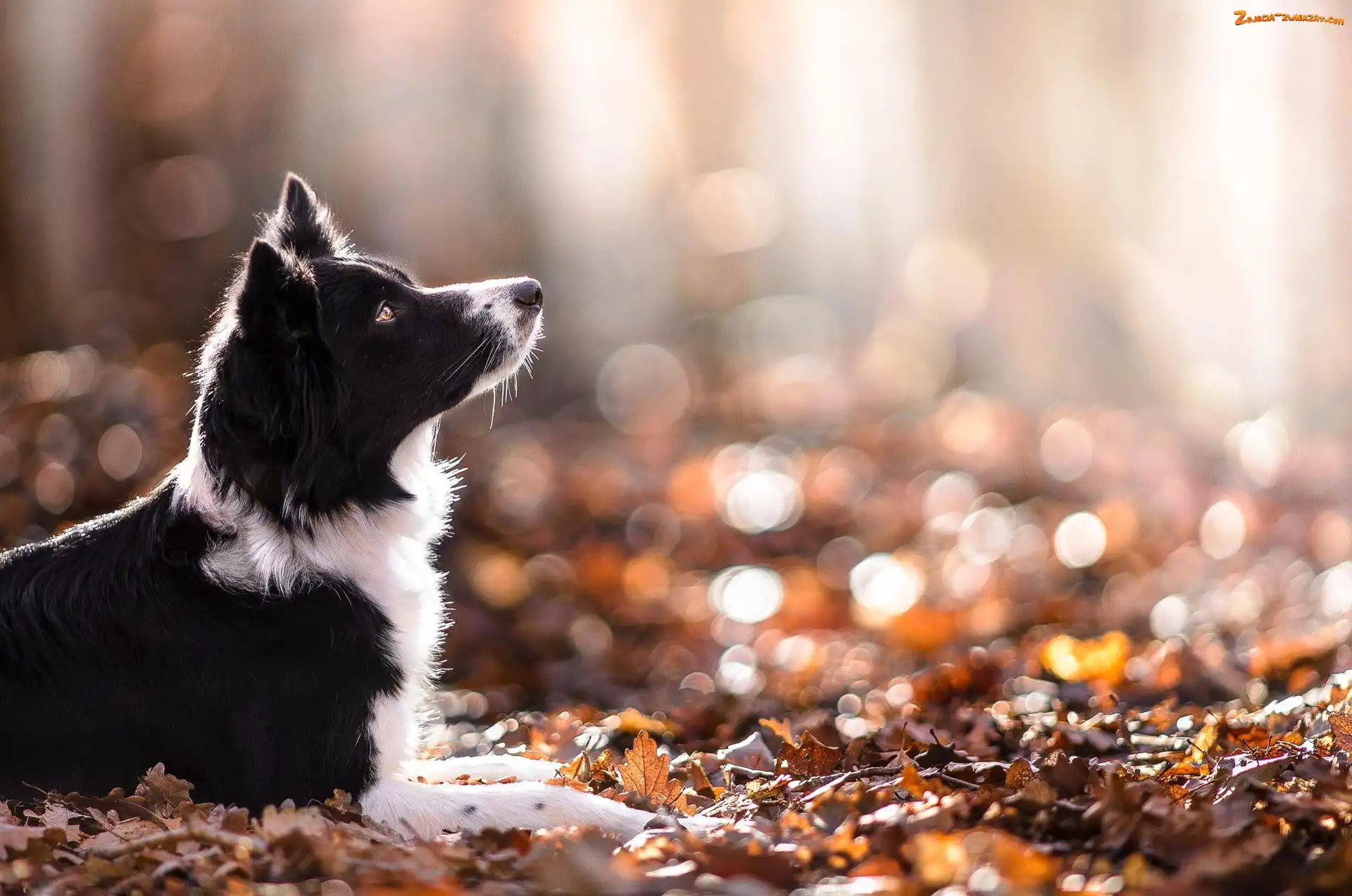 Jesień, Border collie, Liście